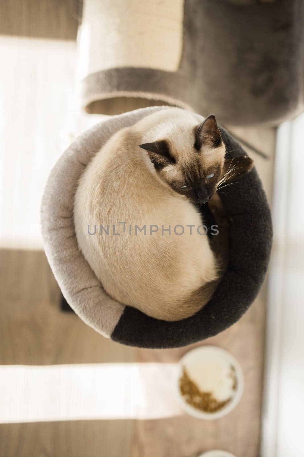 Portrait of elegant beige Siamese cat lying with blue eyes. Pet sits comfortably. Sleek well-groomed thoroughbred brown cat. Top view by Satura86