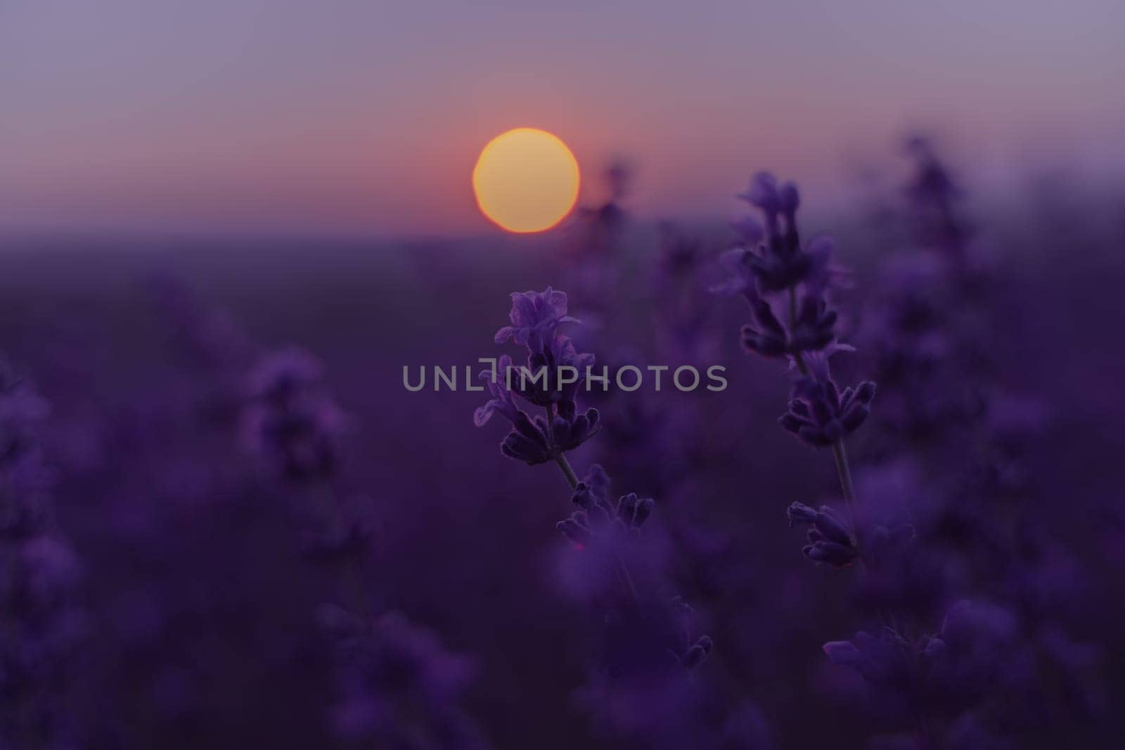 Lavender flower field. Violet lavender field sanset close up. Lavender flowers in pastel colors at blur background. Nature background with lavender in the field. by Matiunina