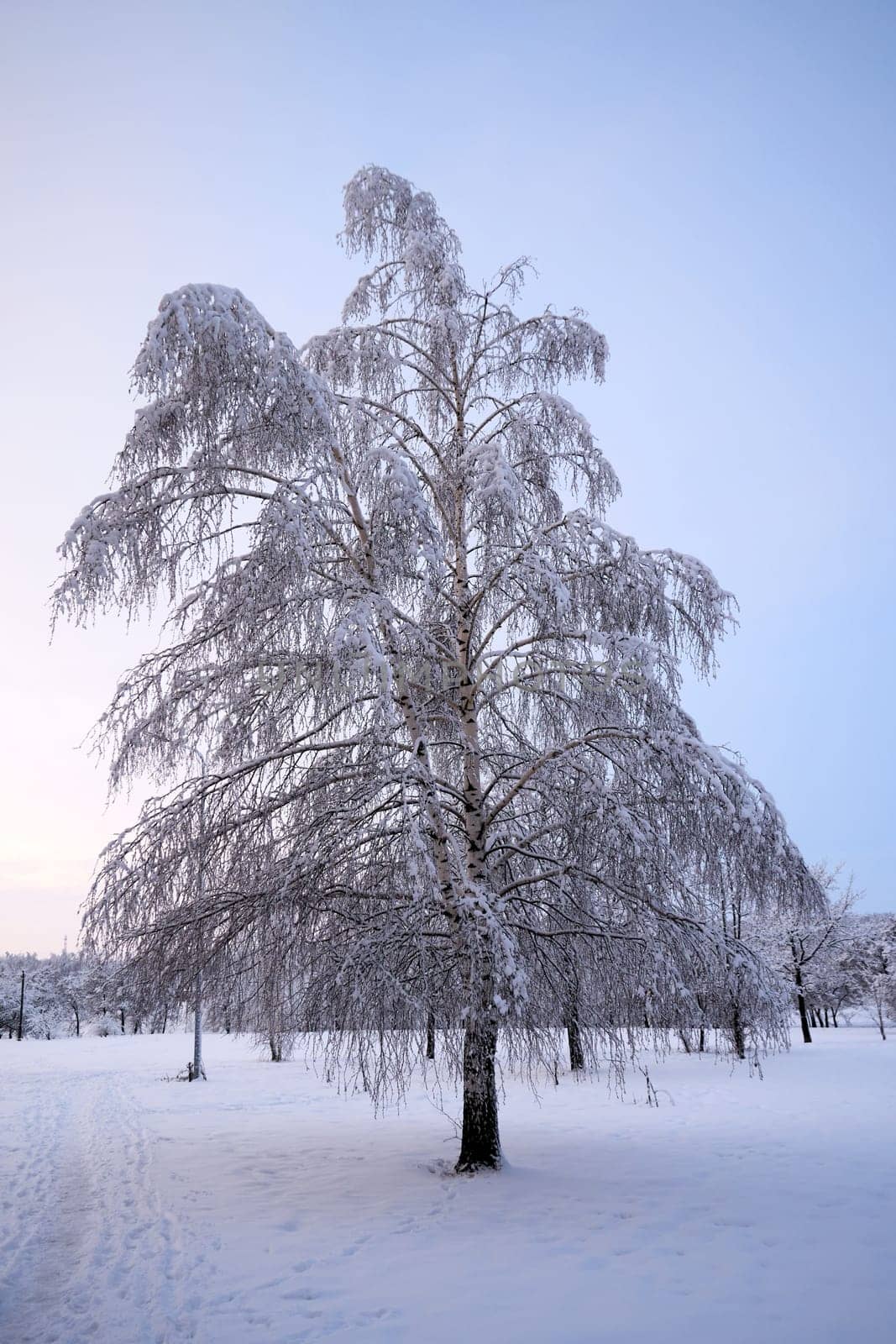 Tree covered with hoarfrost in the winter park