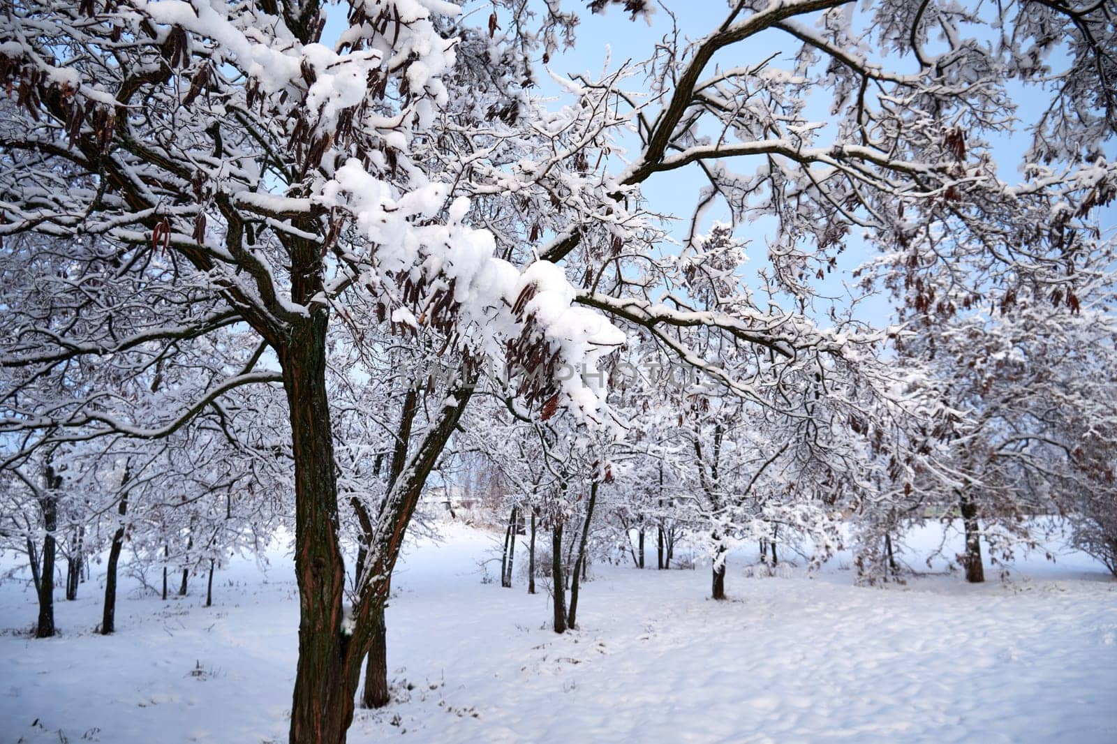 Winter landscape with trees covered with snow in the park
