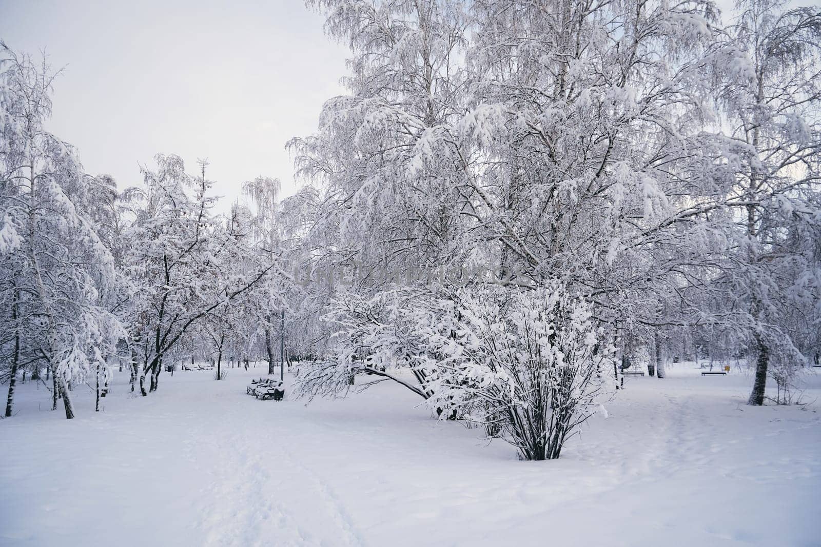 Beautiful winter landscape with snow-covered trees in a city park early in the morning