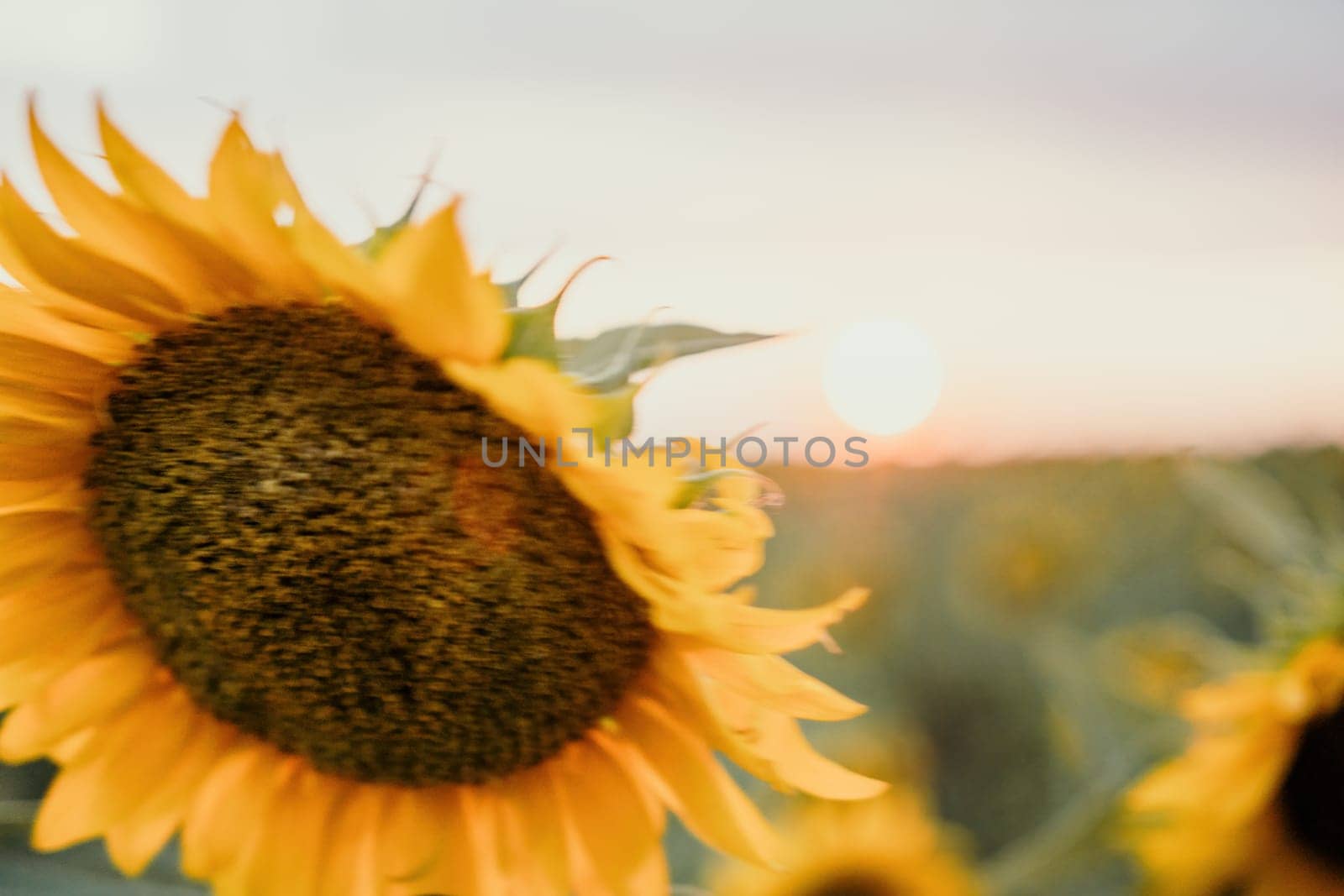 Bright Sunflower Flower: Close-up of a sunflower in full bloom, creating a natural abstract background. Summer time. Field of sunflowers in the warm light of the setting sun. Helianthus annuus. by panophotograph