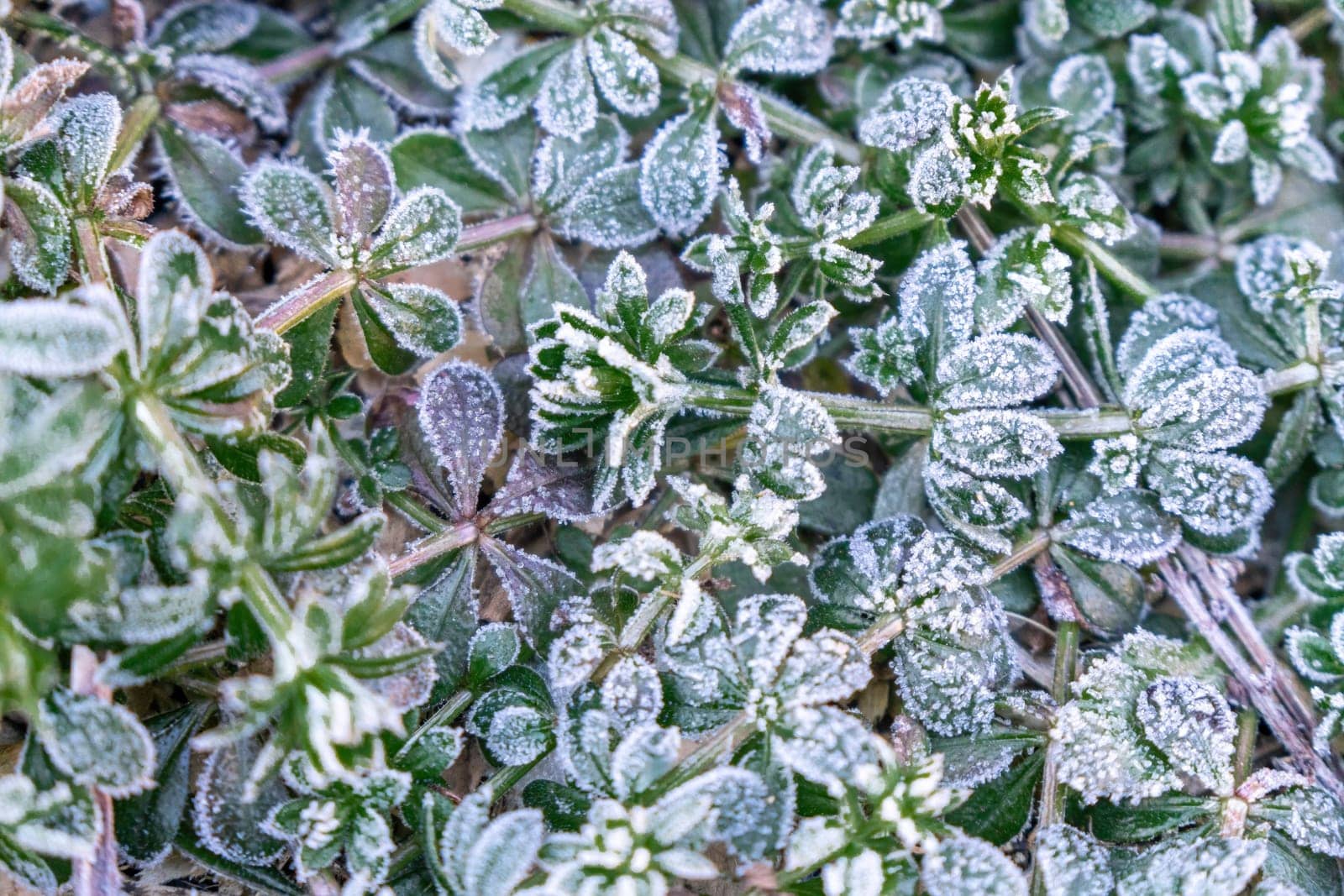 Selective focus. First frost on a frozen field plants, late autumn close-up. Beautiful abstract frozen microcosmos pattern. Freezing weather frost action in nature. Floral backdrop. by panophotograph