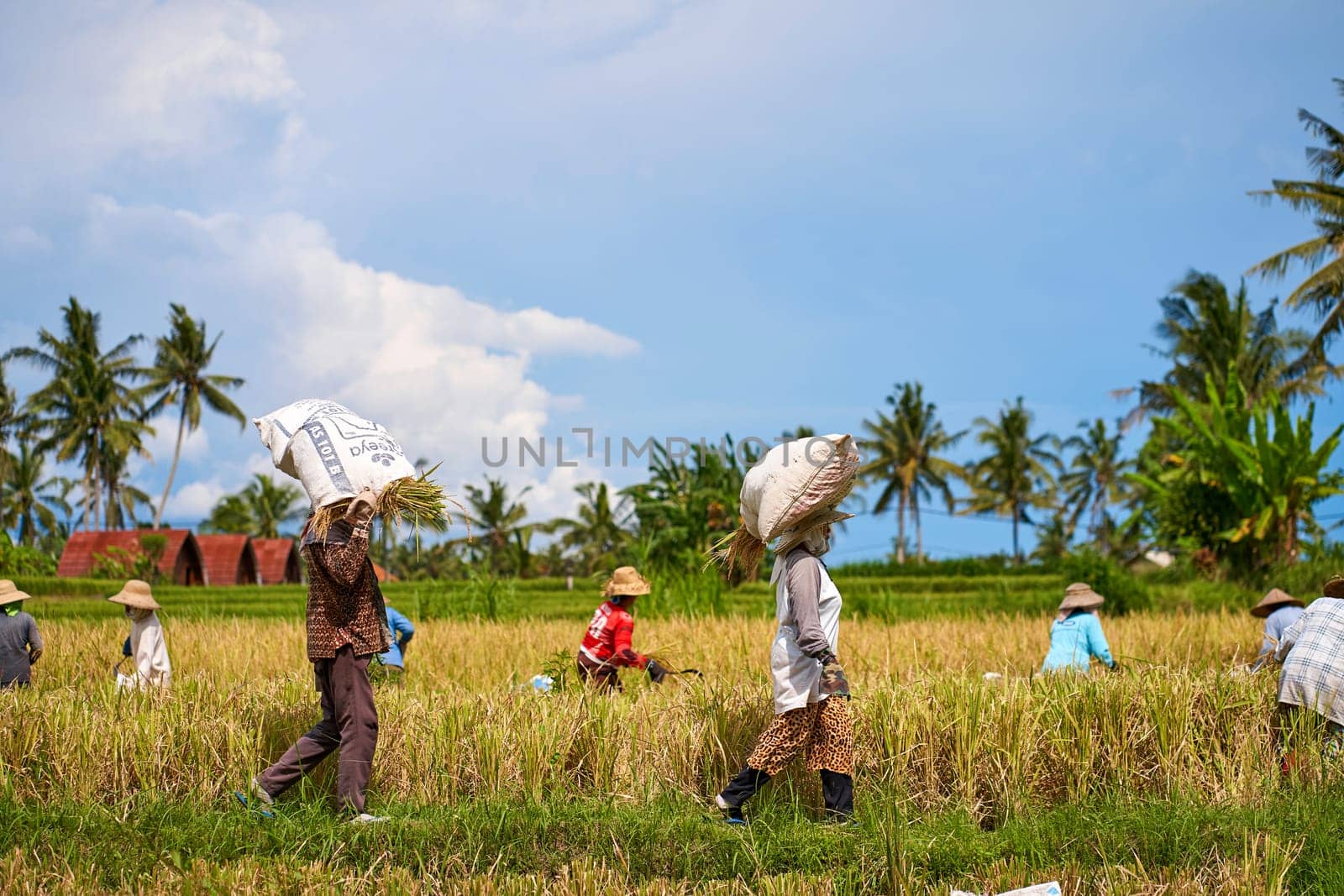 Harvest season in a rice field. An Asian farmer carries a bag of mowed rice on his head. Bali, Indonesia - 12.03.2022