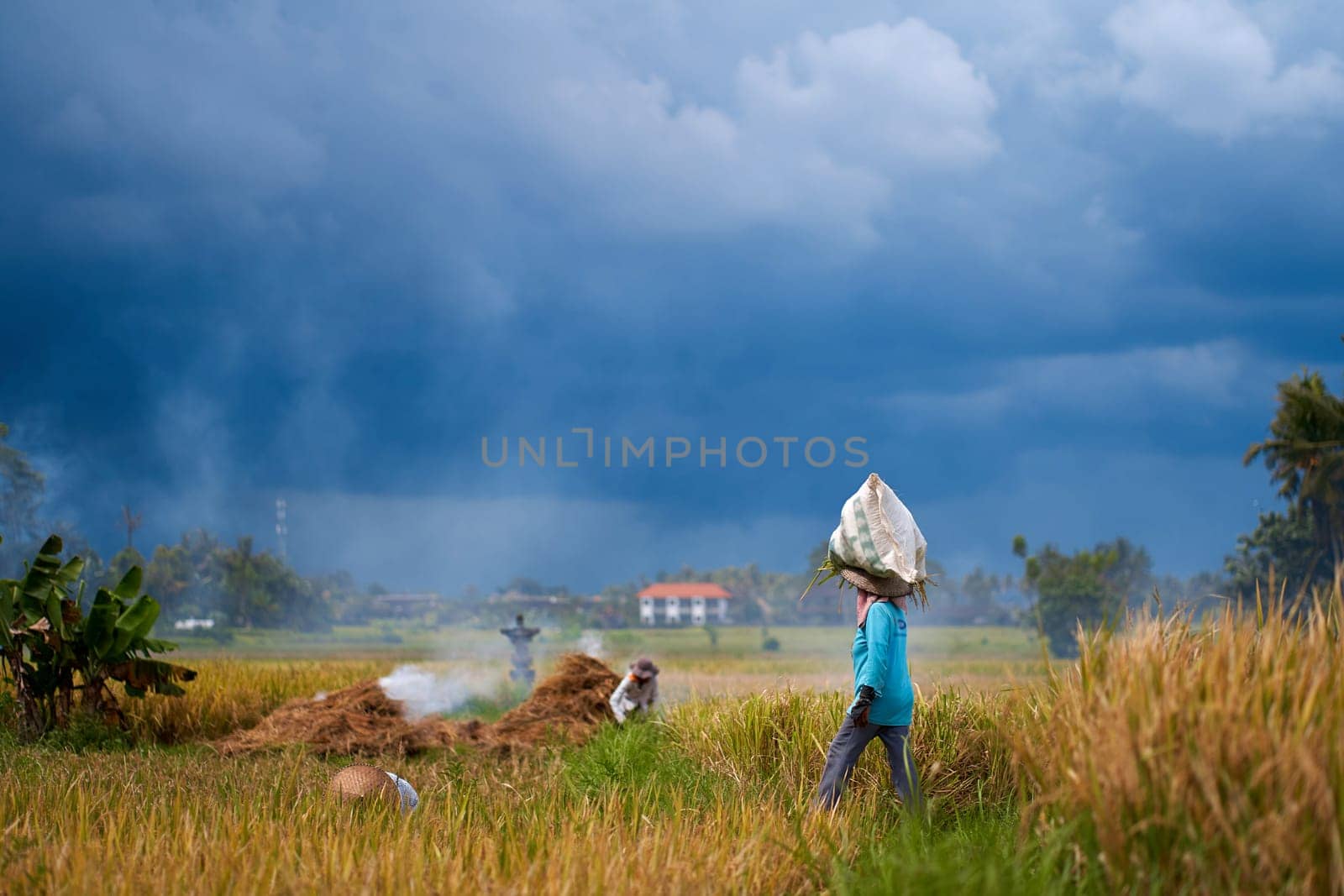 Harvest season in a rice field. An Asian farmer carries a bag of mowed rice on his head. by Try_my_best