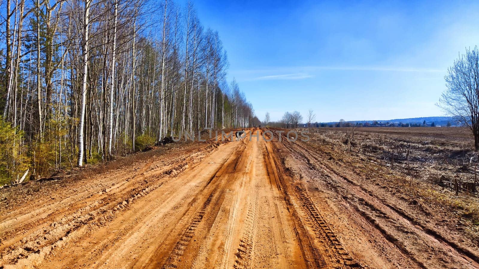 A dry dirt clay rural road in a field, stretching to the horizon in early spring. Rustic landscape by keleny