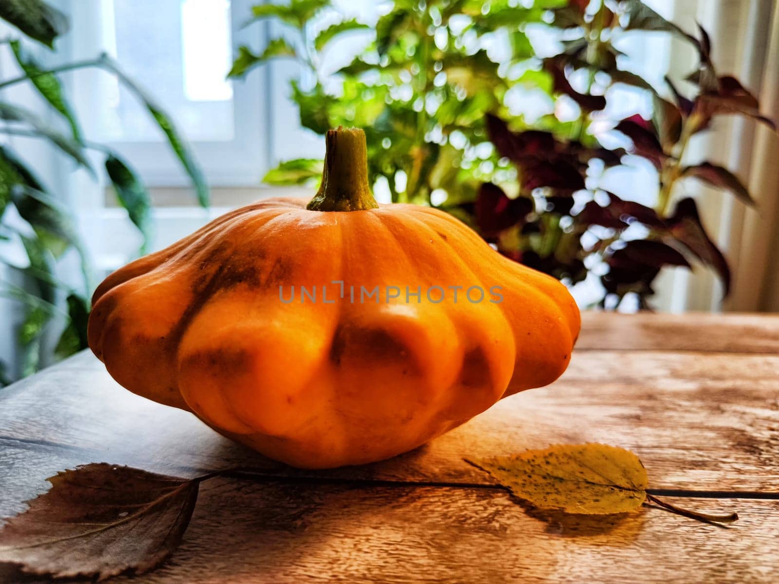 Yellow pattison on the wooden boards of the table. Healthy Delicious Beautiful Vegetable in autumn. Abstract Background, texture, frame, place for text and copy space by keleny