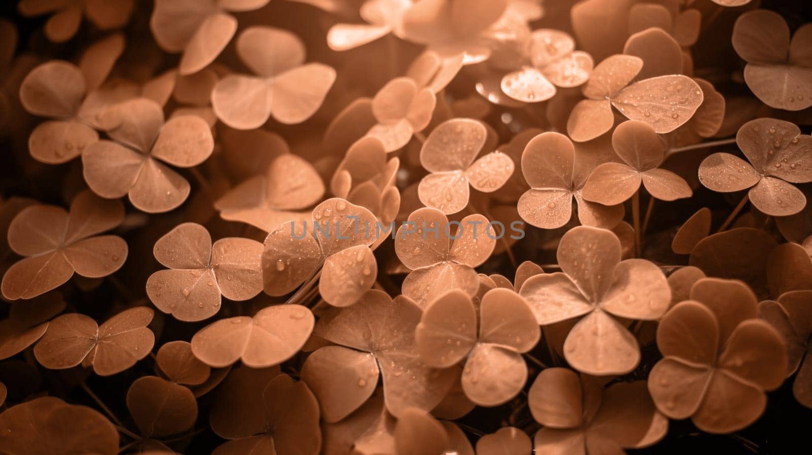 Lucky clover leaves for St. Patrick's Day. Banner with Irish clover leaves. Peach Fuzz toned. High quality photo