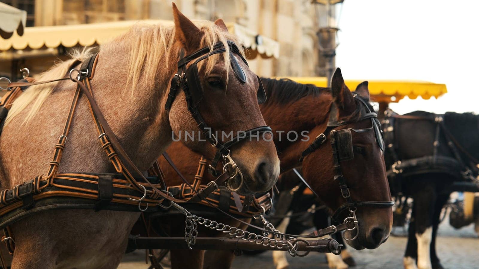 Horses In An Old City Center In Europe Provide Entertainment For Tourists