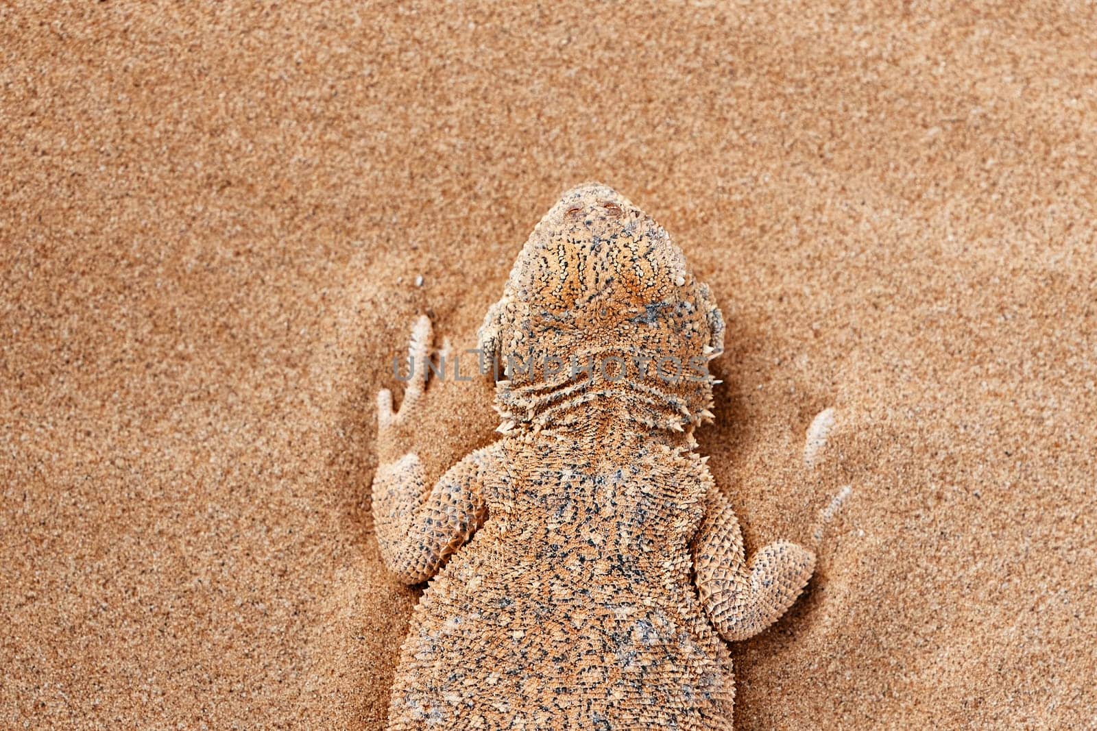 Toad-headed agama Phrynocephalus mystaceus, burrows into the sand in its natural environment. A living dragon of the desert Close up. incredible desert lizard.