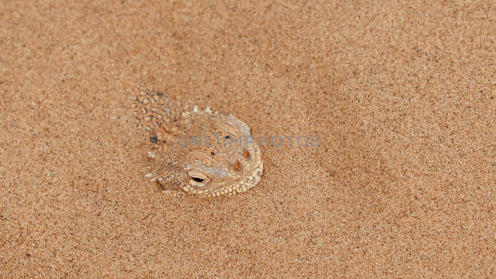 Toad-headed agama Phrynocephalus mystaceus, burrows into the sand in its natural environment. A living dragon of the desert Close up. incredible desert lizard.