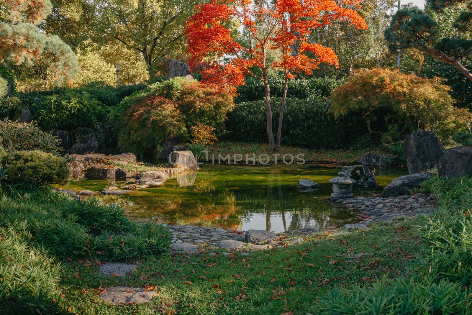 Beautiful Japanese Garden and red trees at autumn seson. A burst of fall color with pond reflections.