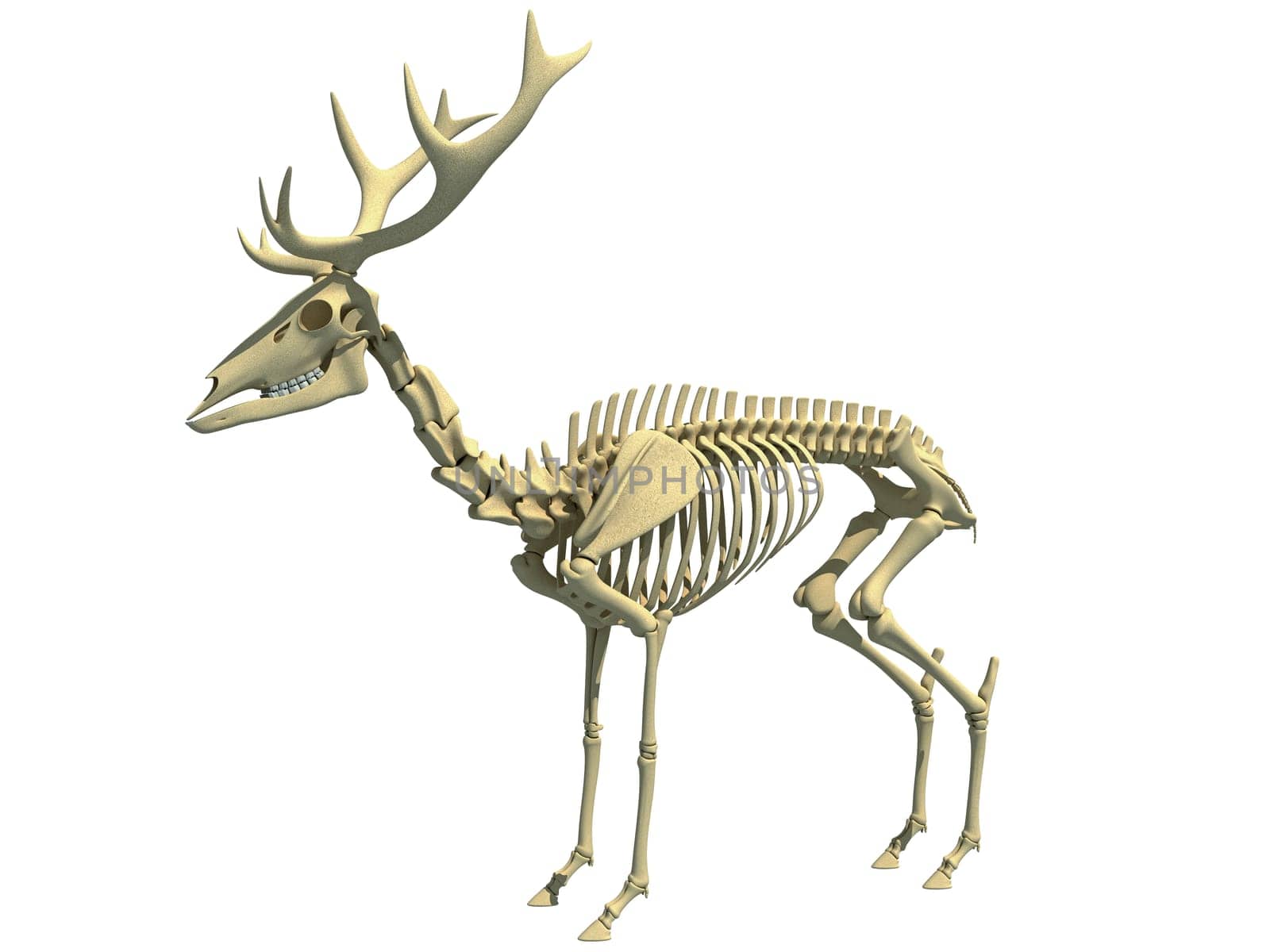 Deer Skeleton anatomy 3D rendering model on a Black background