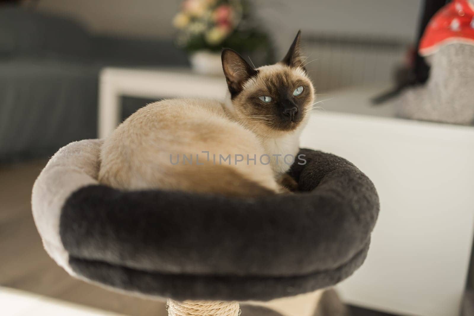 Small siamese cat sleeping on her cat's bed with soft cozy environment. Pet concept by Satura86