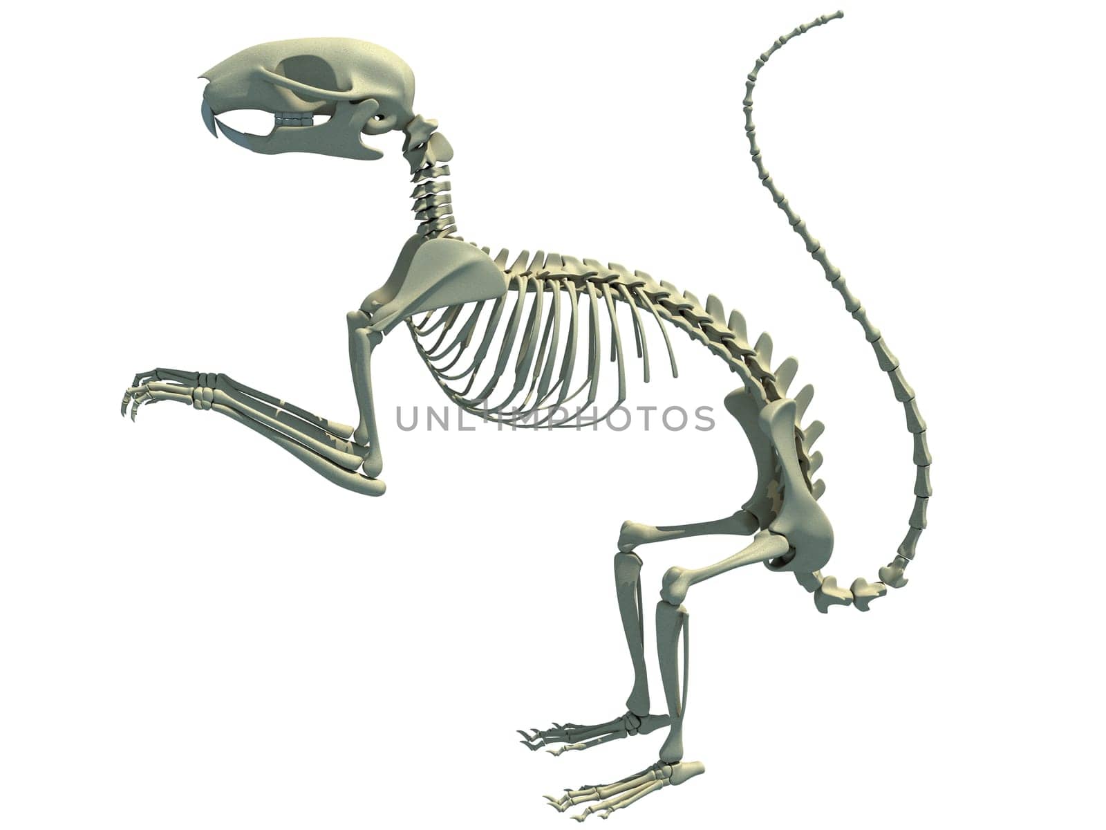 Squirrel Skeleton 3D rendering on white background by 3DHorse