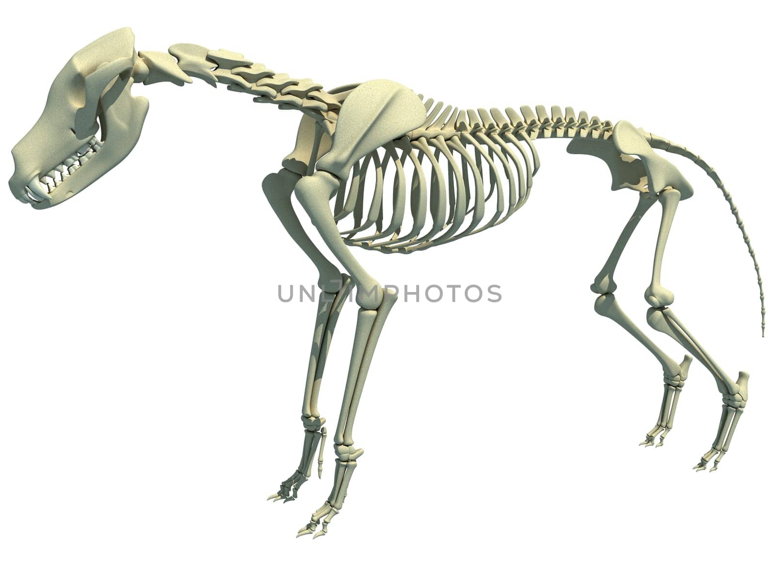 Wolf Skeleton 3D rendering on white background by 3DHorse