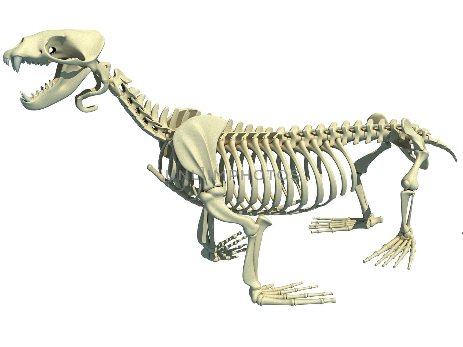 Sea Lion Skeleton 3D rendering model on white background