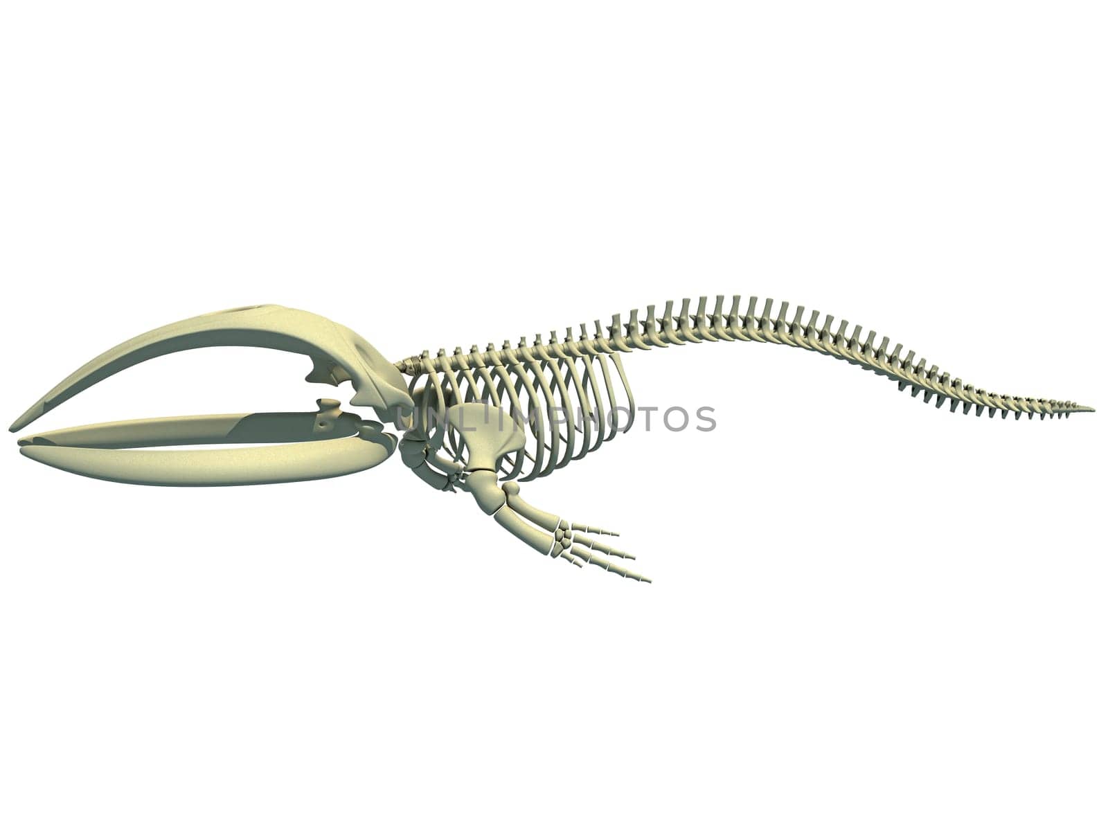 Right Whale Skeleton 3D rendering on white background by 3DHorse