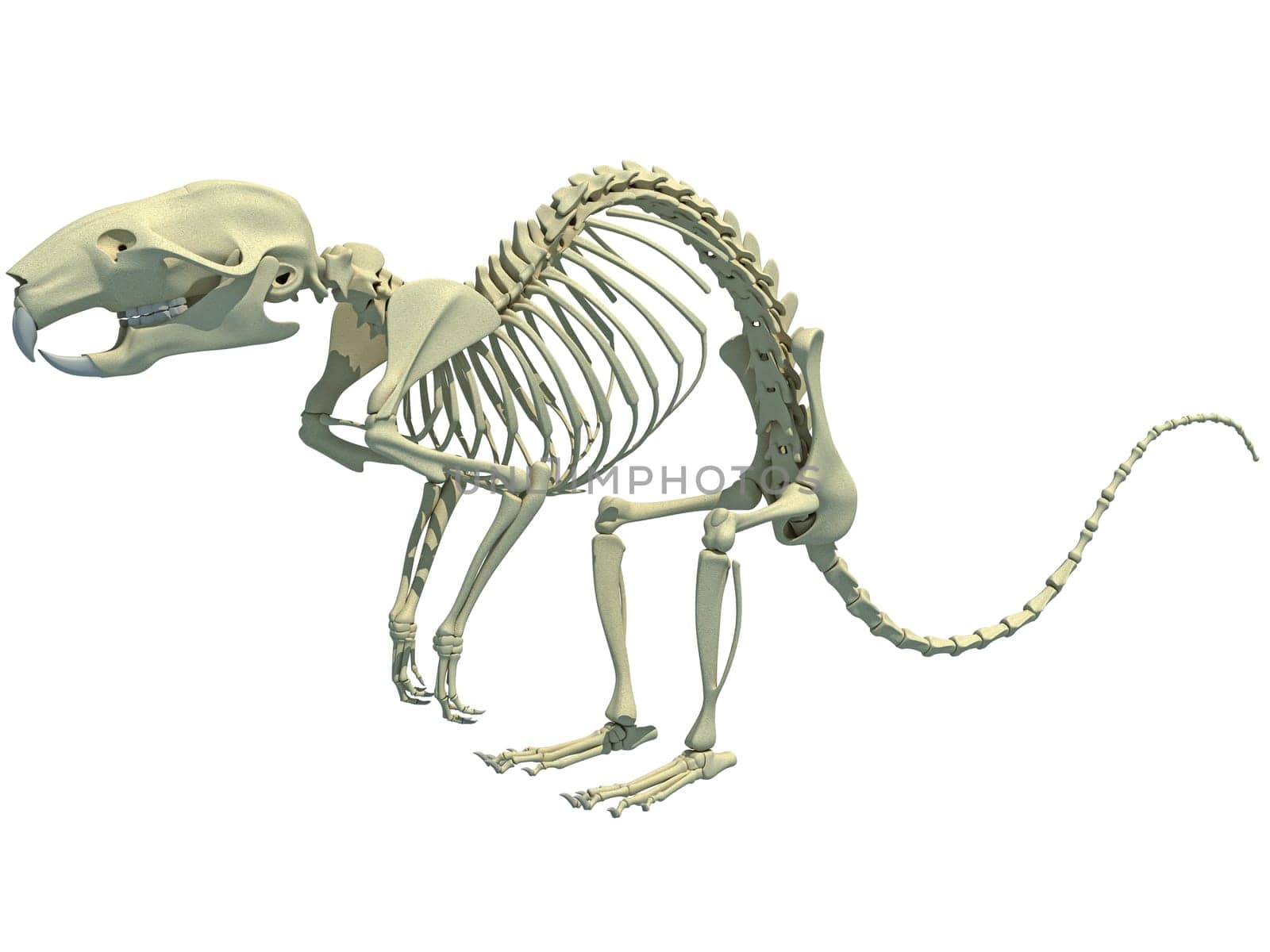 Rat Skeleton anatomy 3D rendering model on white background