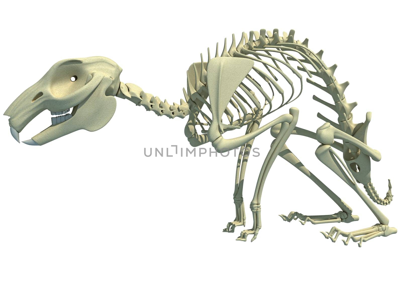 Rabbit Skeleton anatomy 3D rendering model on white background