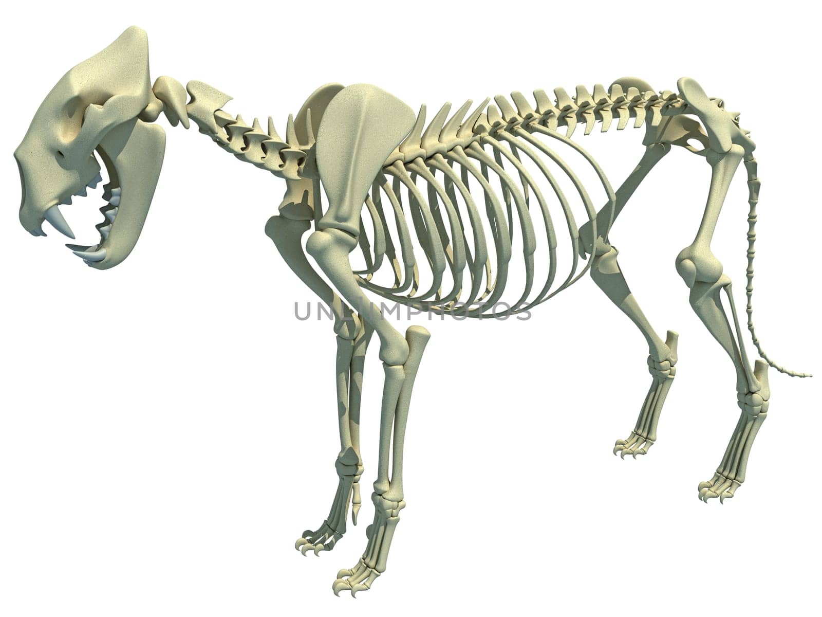 Lion Skeleton animal anatomy 3D rendering model on white background