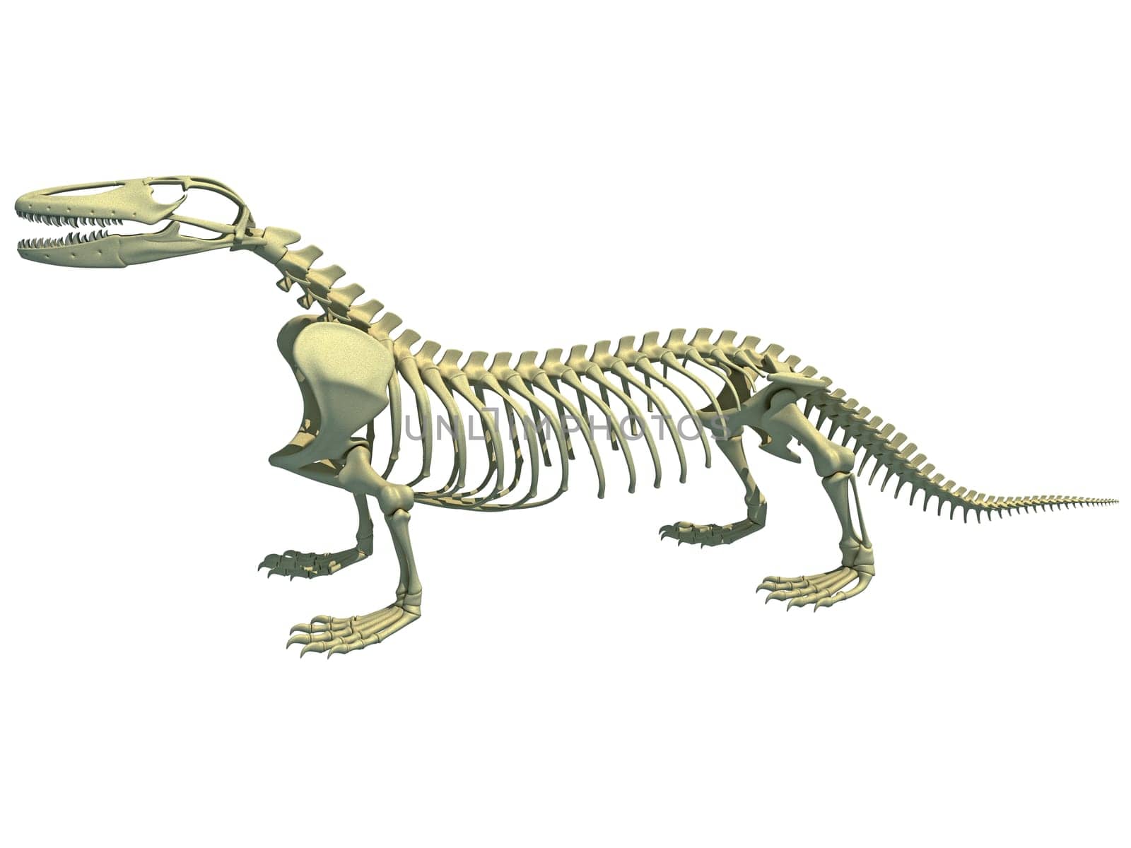 Komodo dragon skeleton anatomy 3D rendering model