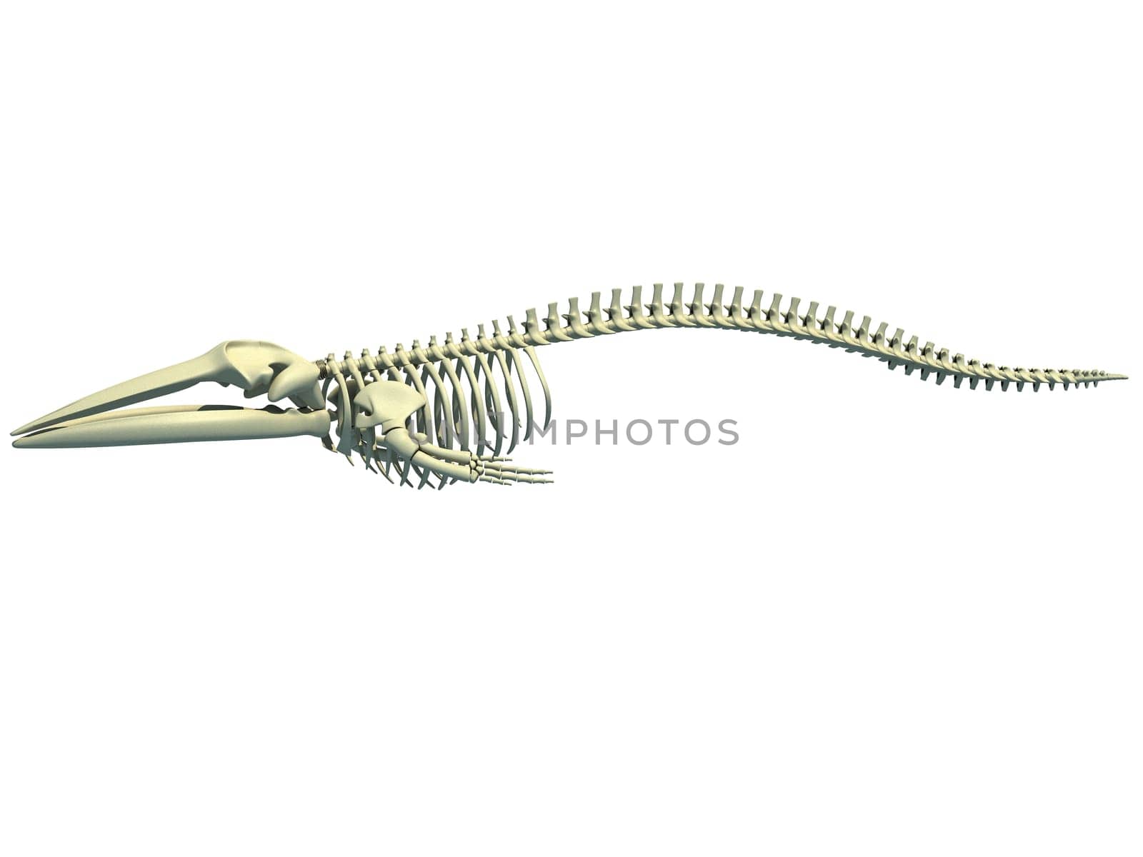 Fin Whale Skeleton anatomy 3D rendering by 3DHorse