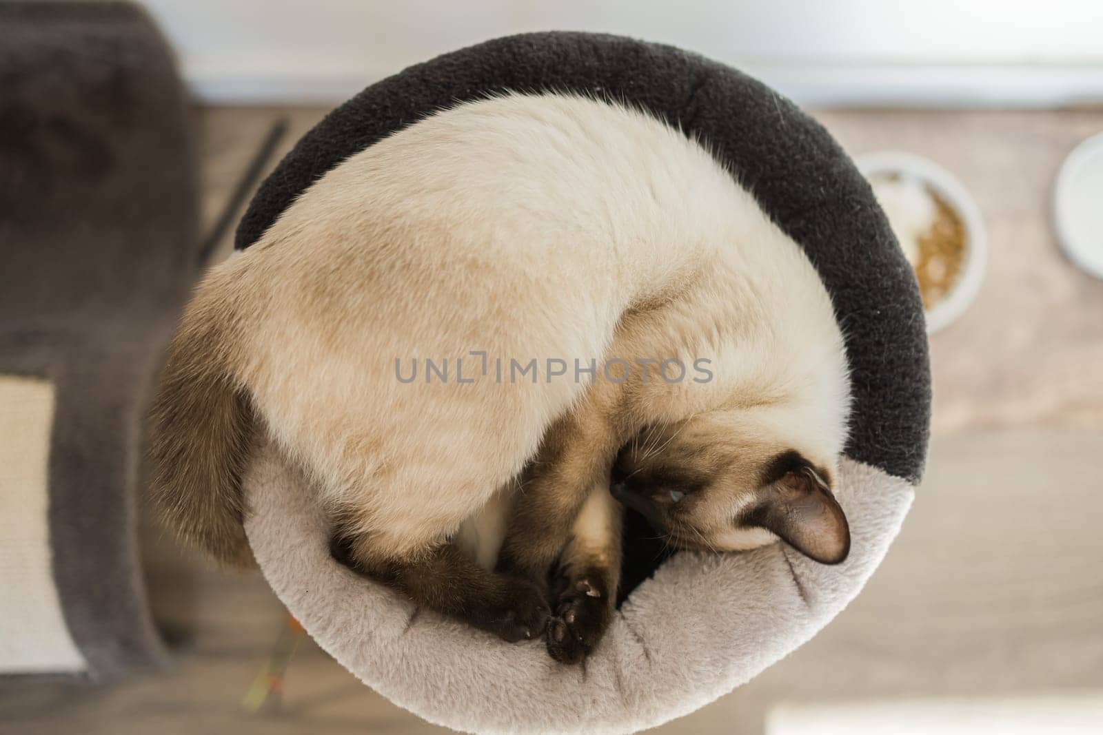 Small siamese cat sleeping on her cat's bed with soft cozy environment top view copy space. Pet concept by Satura86