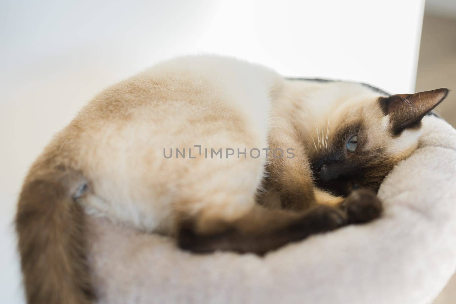 Small siamese cat sleeping on her cat's bed with soft cozy environment. Pet concept.