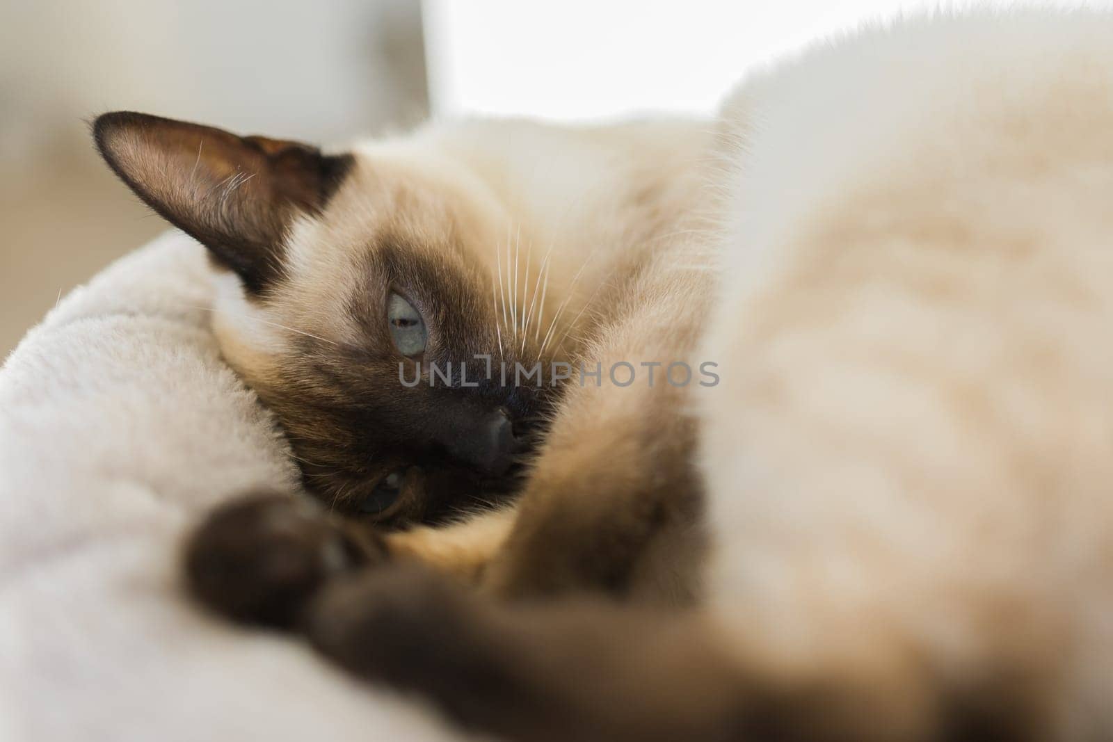 Portrait of elegant beige Siamese cat lying with blue eyes. Pet sits comfortably. Sleek well-groomed thoroughbred brown cat close-up by Satura86