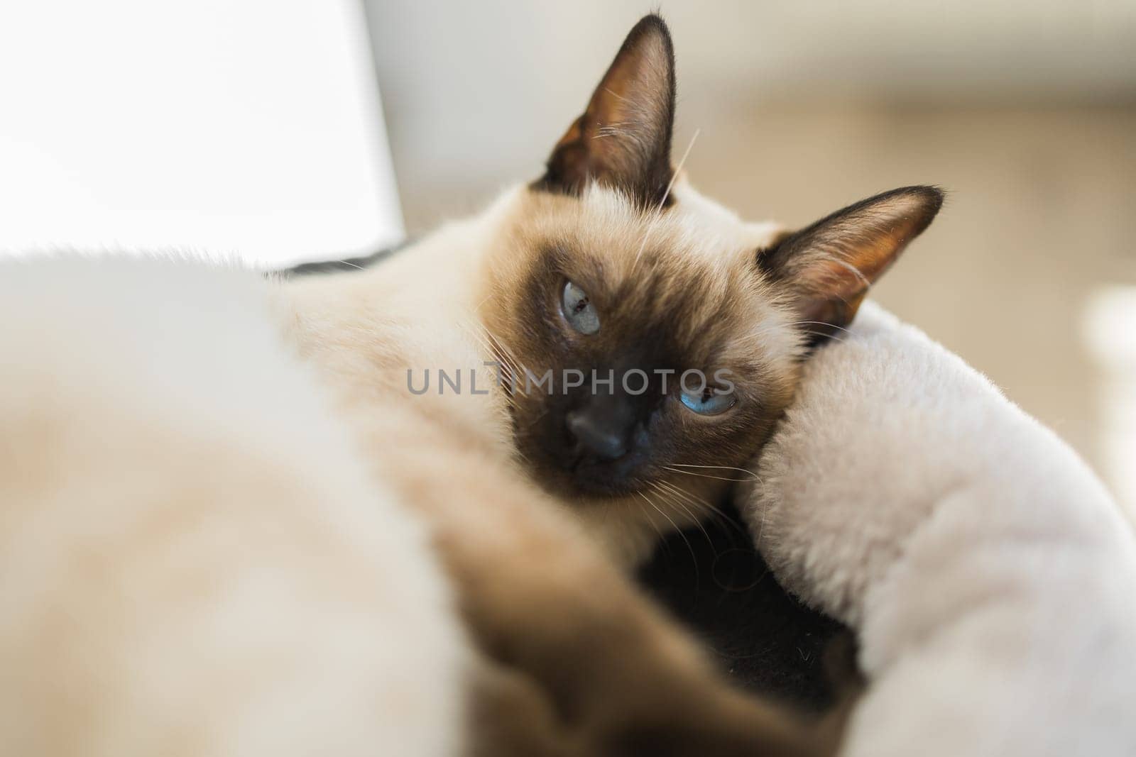Portrait of elegant beige Siamese cat lying with blue eyes. Pet sits comfortably. Sleek well-groomed thoroughbred brown cat.