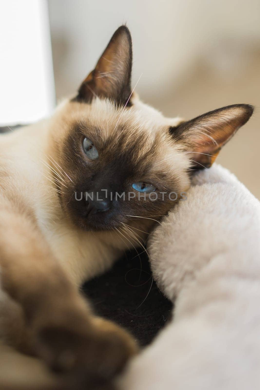 Portrait of elegant beige Siamese cat lying with blue eyes. Pet sits comfortably. Sleek well-groomed thoroughbred brown cat.