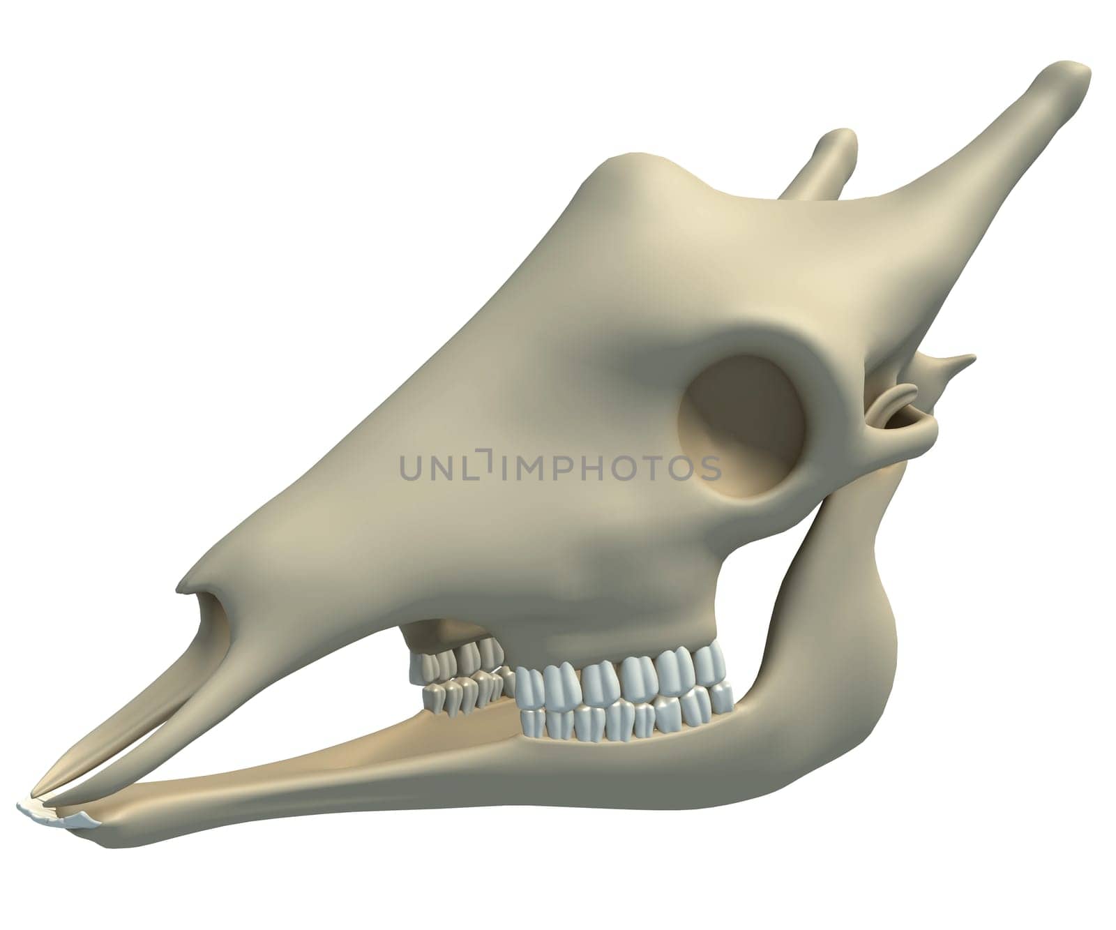 Giraffe Skull animal anatomy 3D rendering on white background by 3DHorse