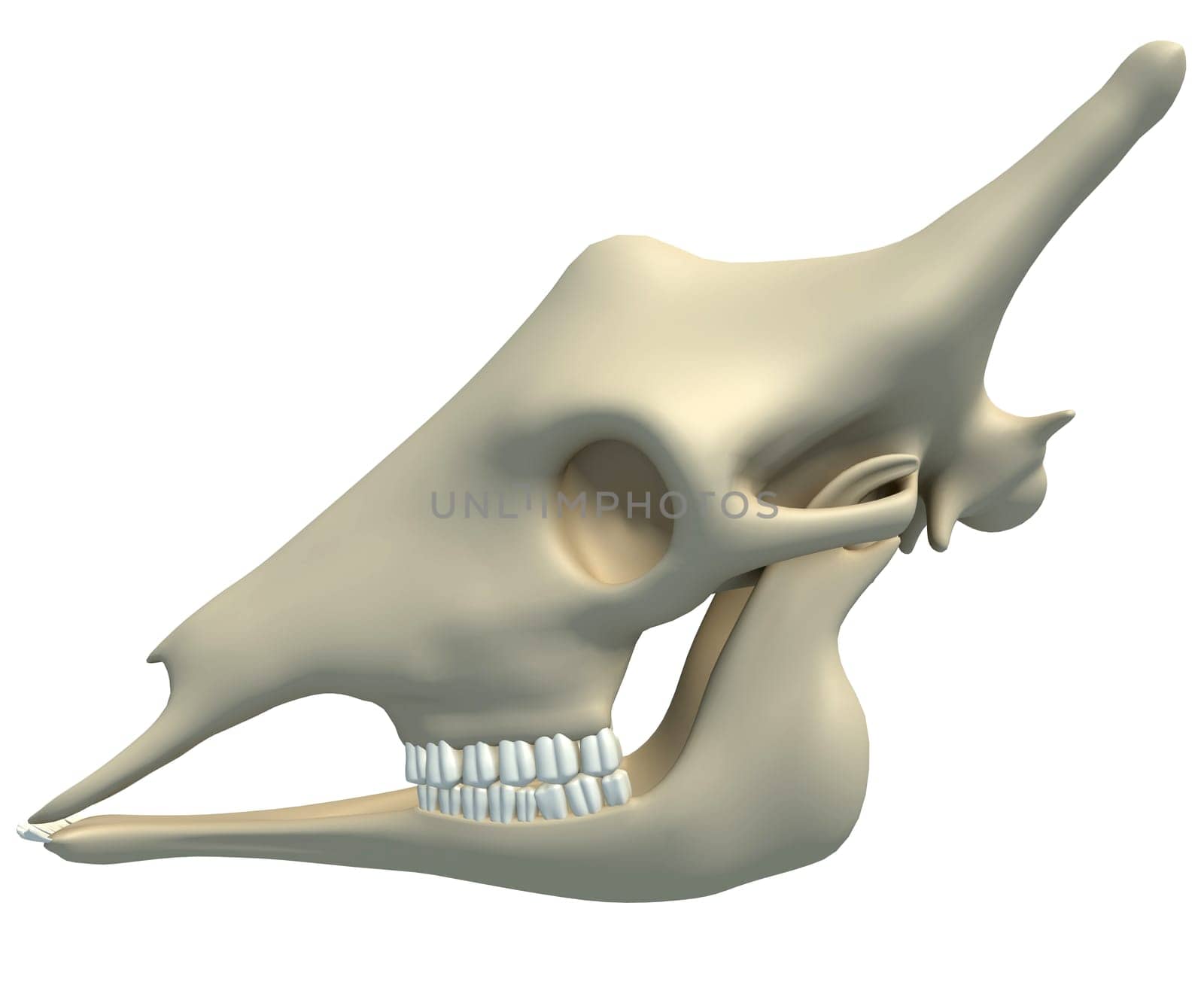 Giraffe Skull animal anatomy 3D rendering model on white background