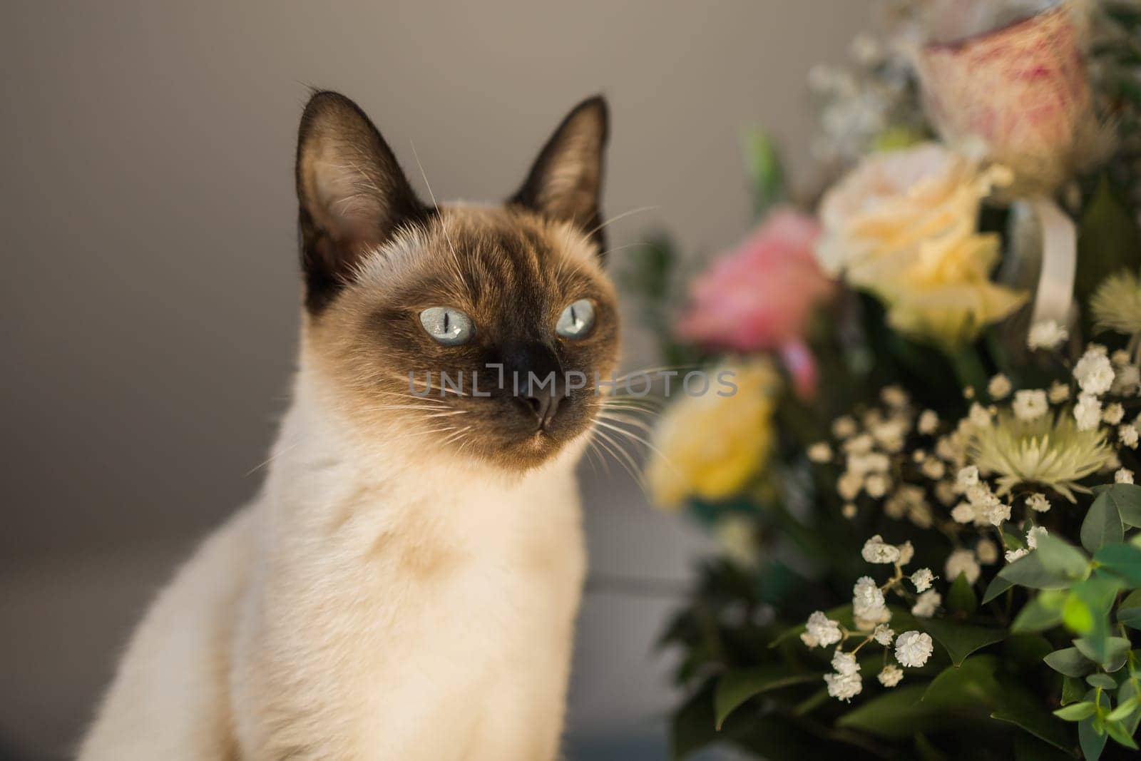 Hungry siamese cat portrait. Kitten is smelling flowers waiting for snacks on background of basket with roses at home.