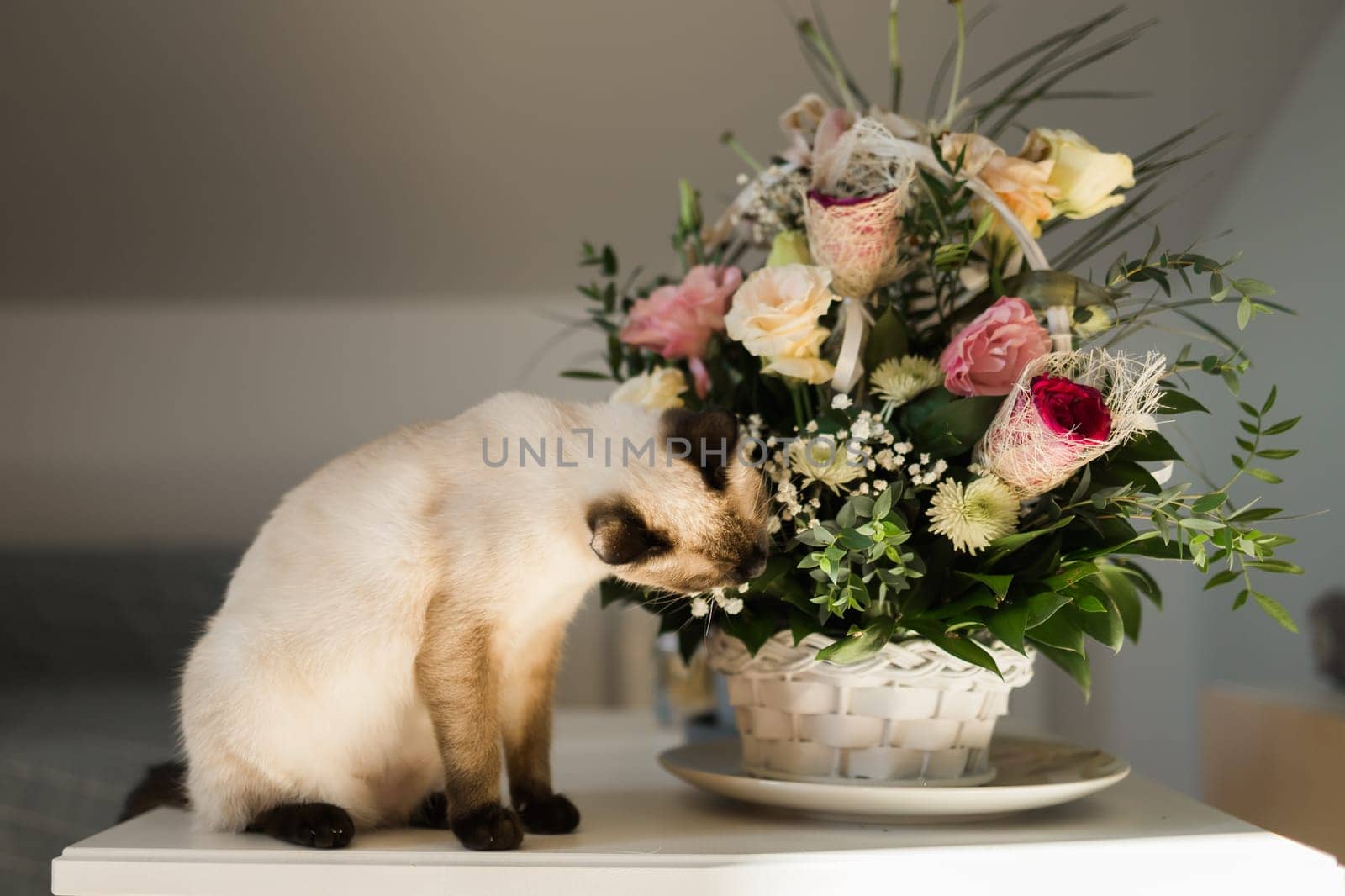 Hungry siamese cat portrait. Kitten is smelling flowers waiting for snacks on background of basket with roses at home.