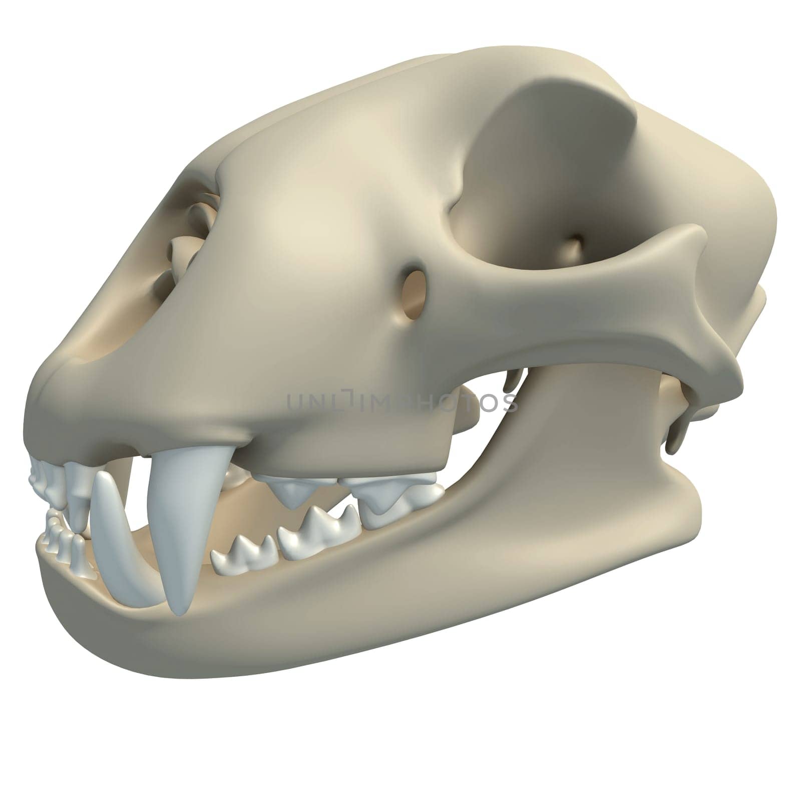 Cheetah Skull animal anatomy 3D rendering on white background by 3DHorse