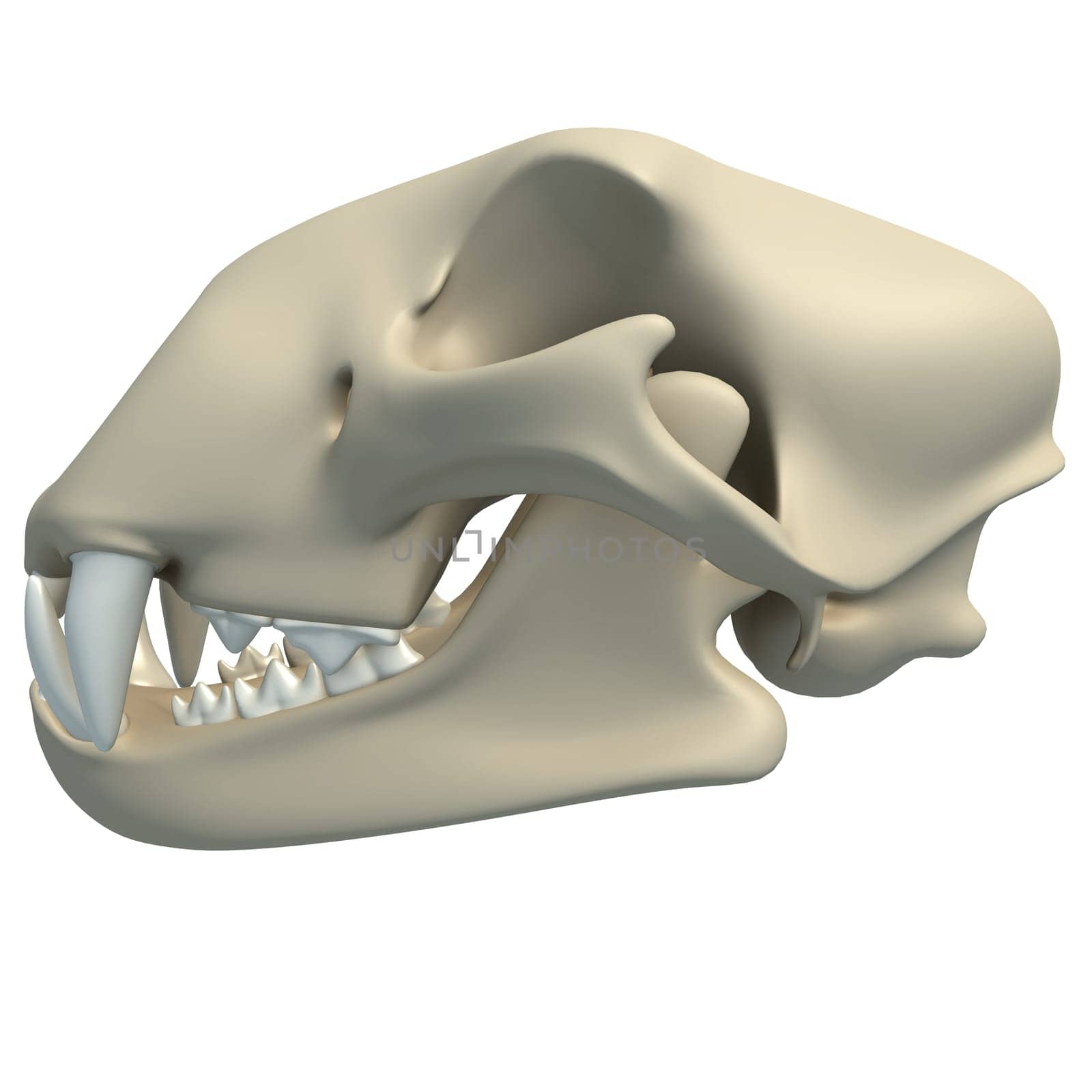 Cheetah Skull animal anatomy 3D rendering on white background by 3DHorse