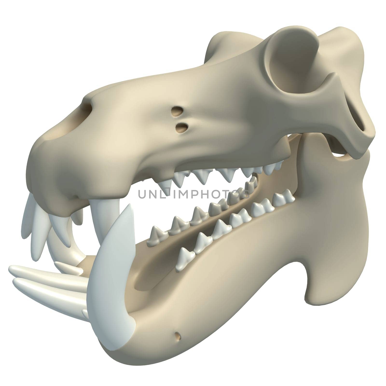 River Horse Hippo Skull animal anatomy 3D rendering model on white background