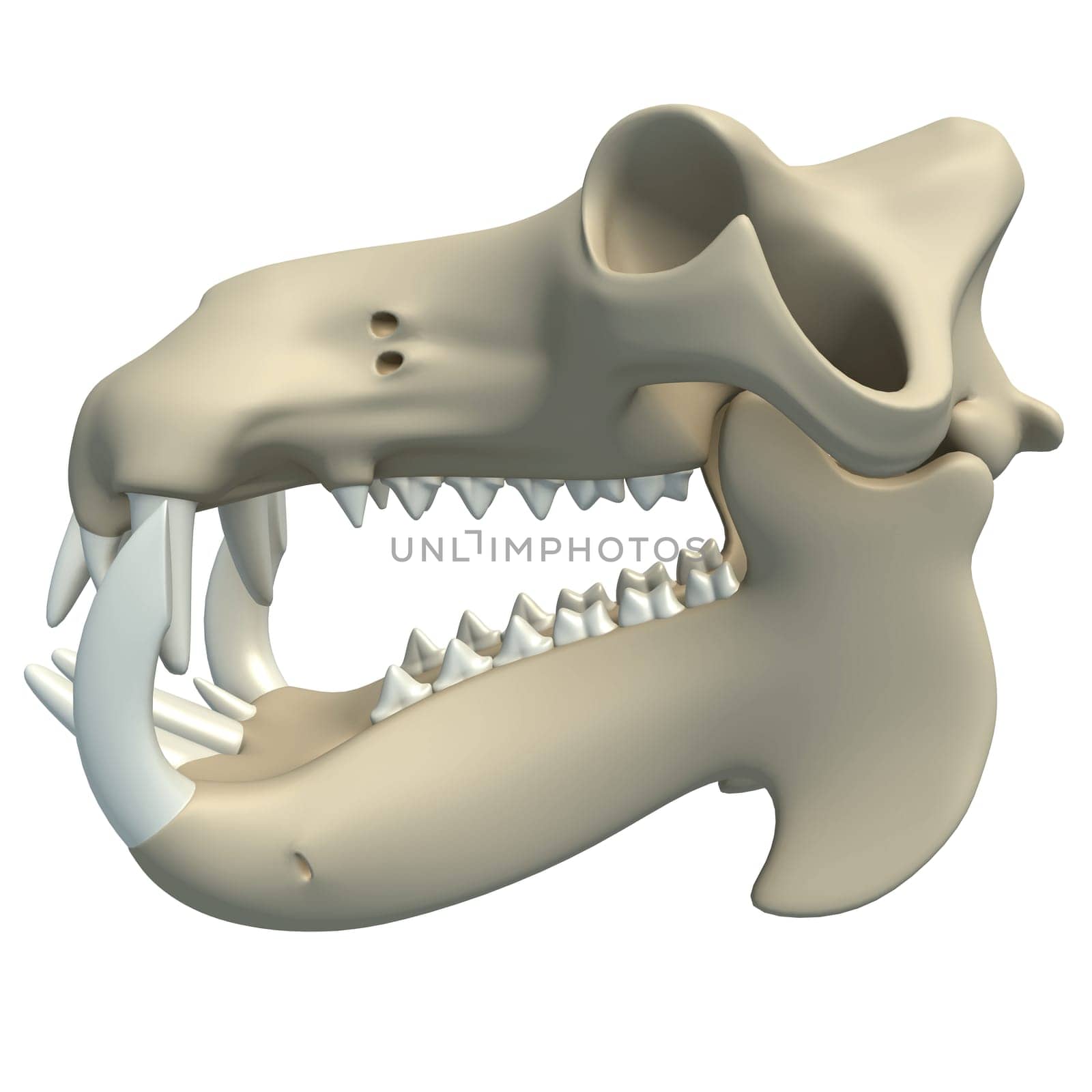 River Horse Hippo Skull animal anatomy 3D rendering model on white background