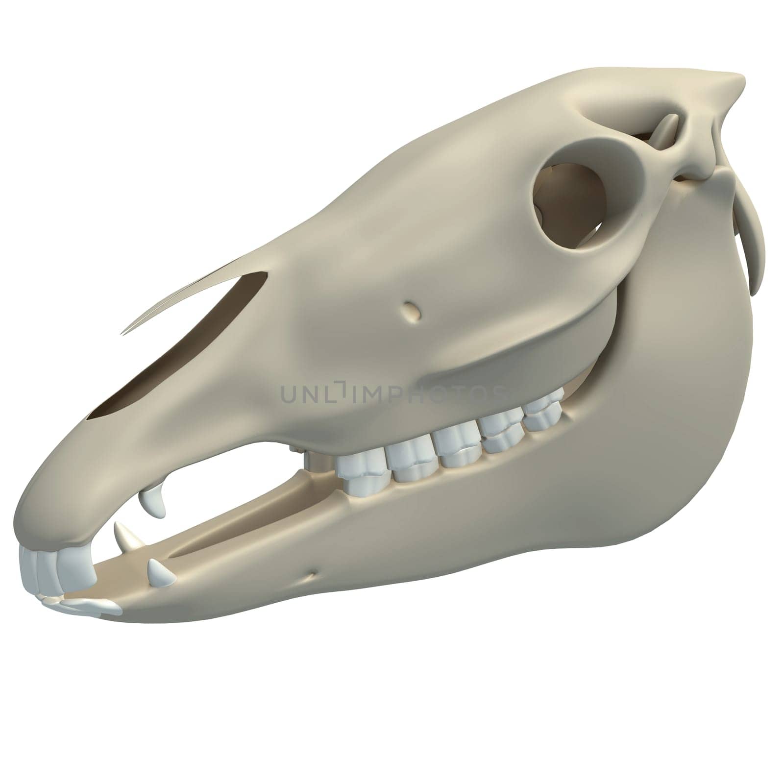 Horse Skull animal anatomy 3D rendering model on white background