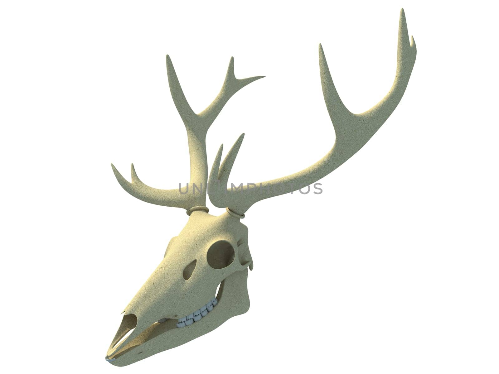 Deer Skull animal anatomy 3D rendering model on white background