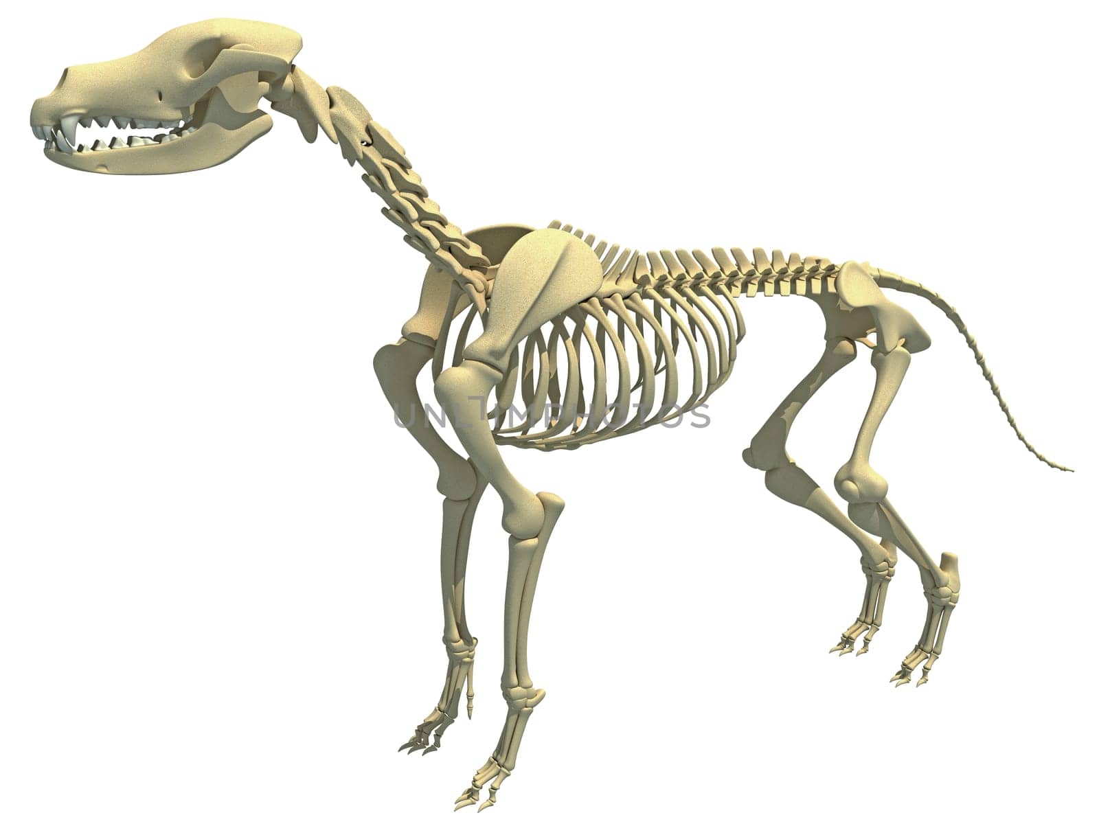 Dog Skeleton animal anatomy 3D rendering by 3DHorse