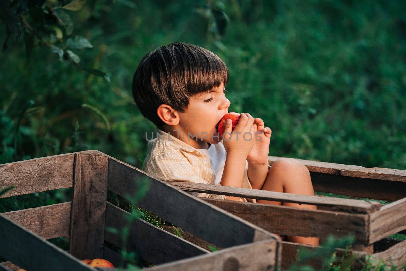 Funny little boy eating juicy apple,sitting in wooden box orchard.Organic fruits by kristina_kokhanova