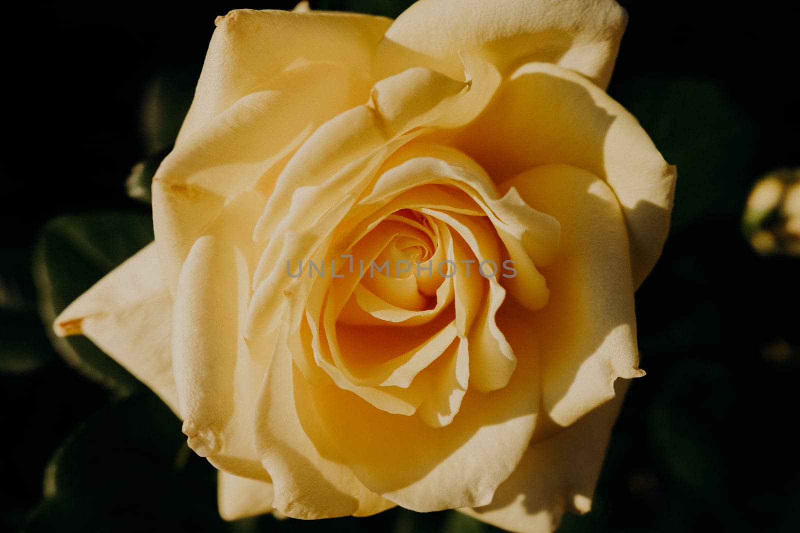 Rose flowering, opening petals on big bud. Spring, summer floral - flower blossom on black backdrop. Nature top view. Wedding, Valentine's Day concept. High quality photo