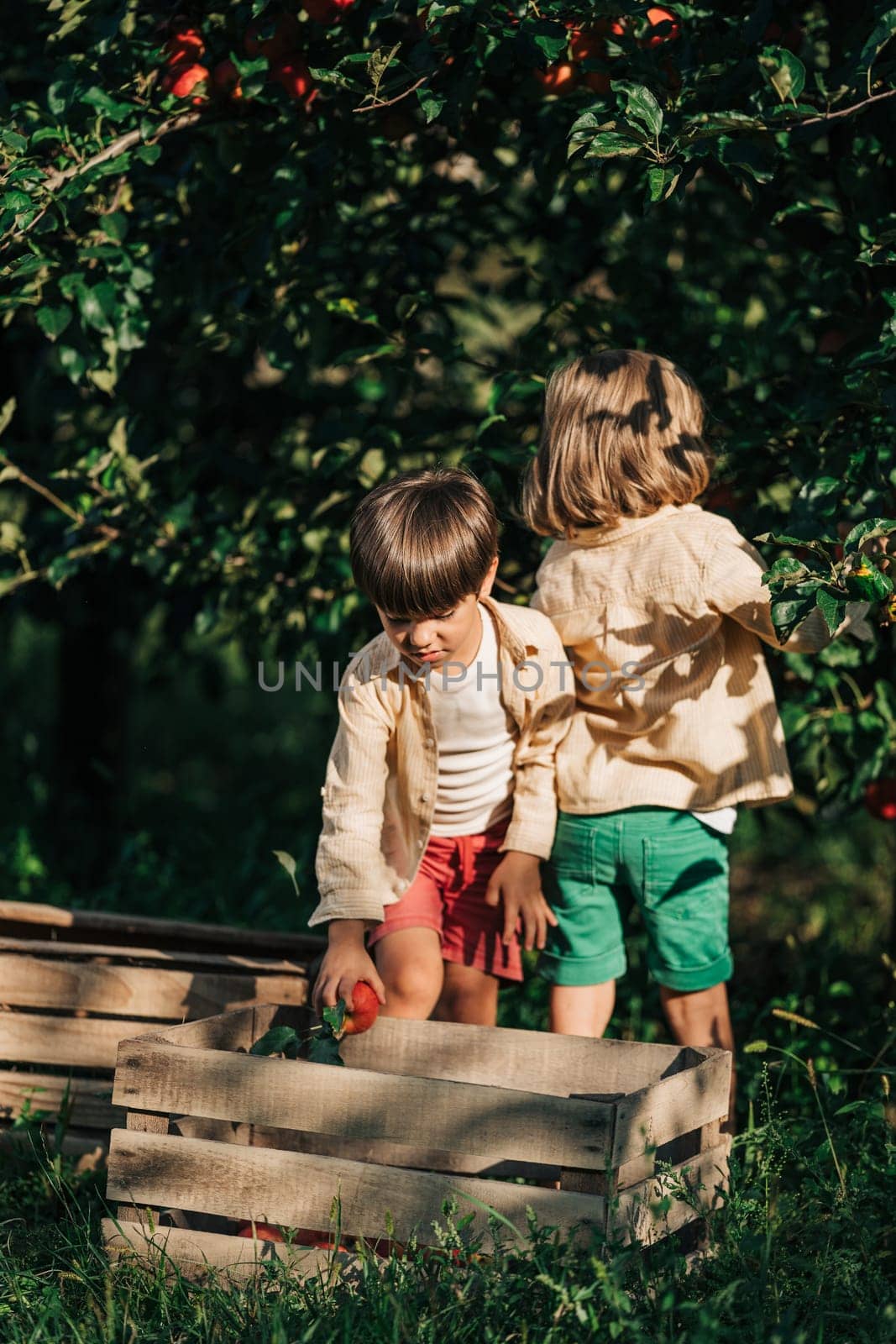 Cute little toddler boys picking up ripe red apples in basket. Brothers in garden explores plants, nature in autumn. Amazing scene. Twins, family, love, harvest, childhood concept