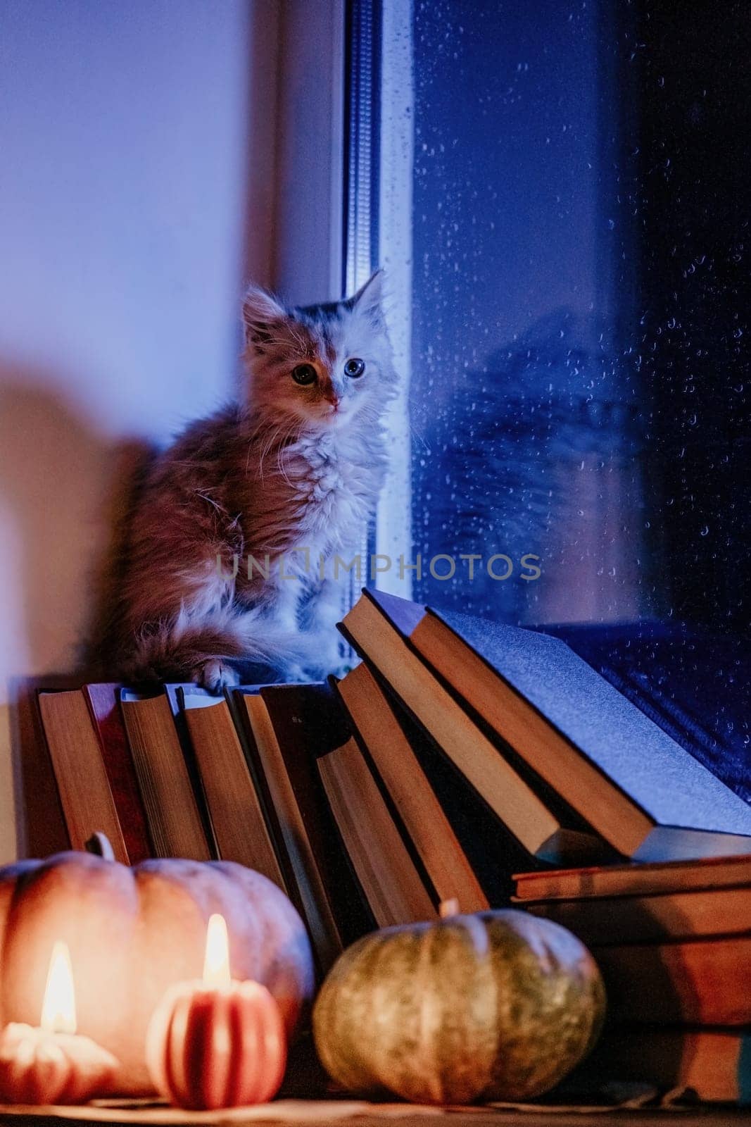 Little kitten sitting on books stacked by rainy window. Cute pumpkin candles by kristina_kokhanova