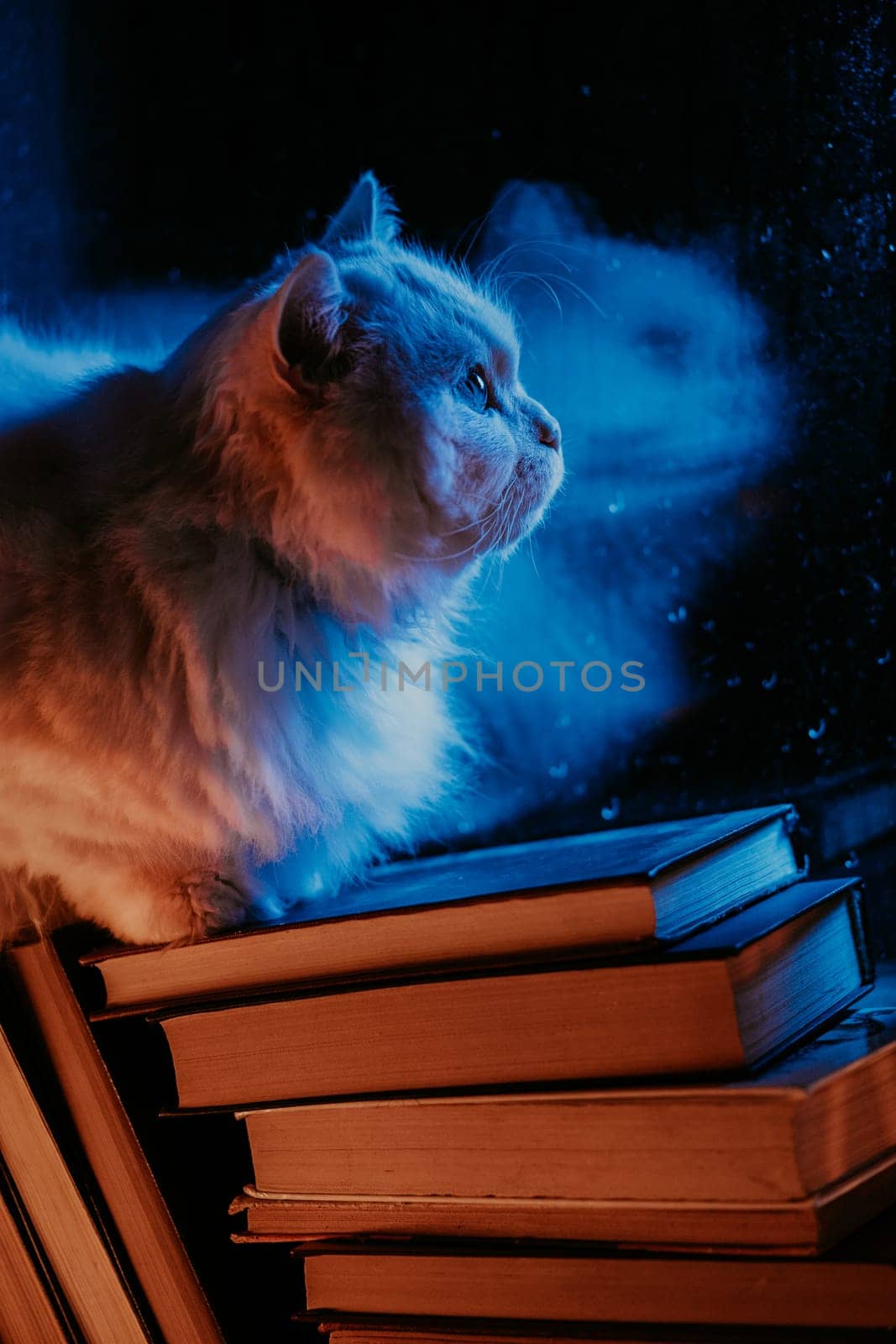 Heartwarming coziness - charming fluffy big cat sitting atop pile of paper books by rain-kissed window. Charm of rainy days, joy of reading, pets companionship. Watching night rain, autumn season.