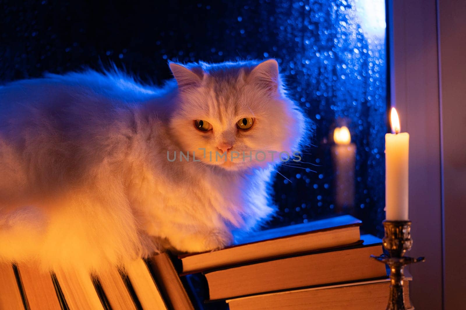 White fluffy cat resting atop pile of paper books, night rain in window, autumn by kristina_kokhanova