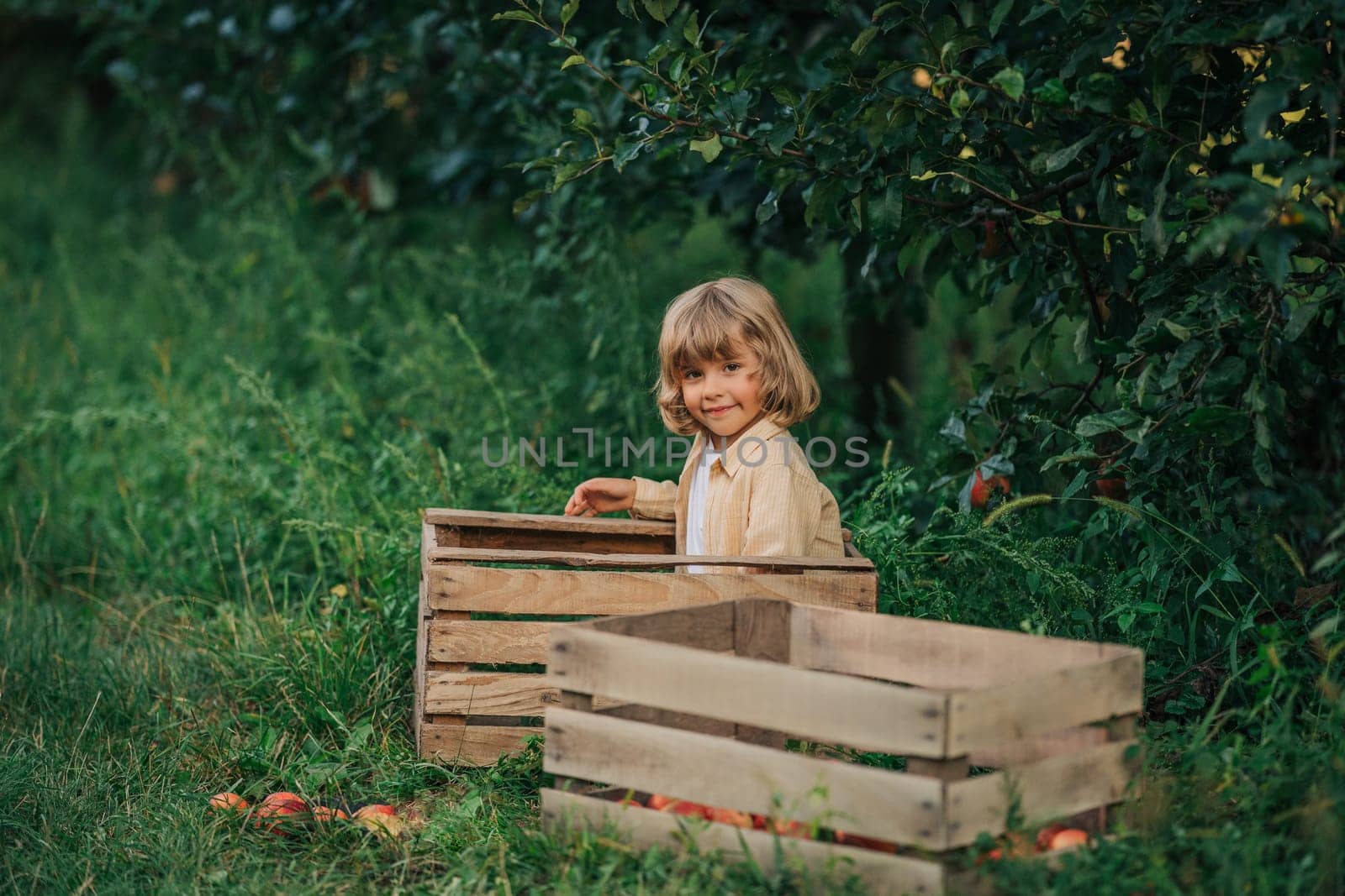 Cute little toddler boy eating ripe red apple in wooden box in orchard. Son in home garden explores plants, nature in autumn countryside. Amazing scene. Family, love, harvest, childhood concept